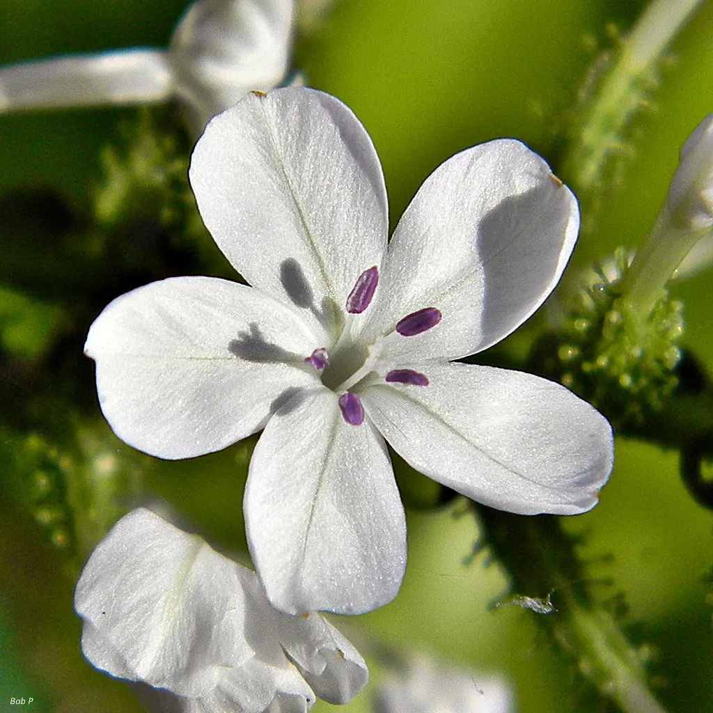 White Plumbago (Plumbago Scandens) — making it a highly desirable addition to any garden seeking a touch of elegance with minimal fuss; with peak, image 88
