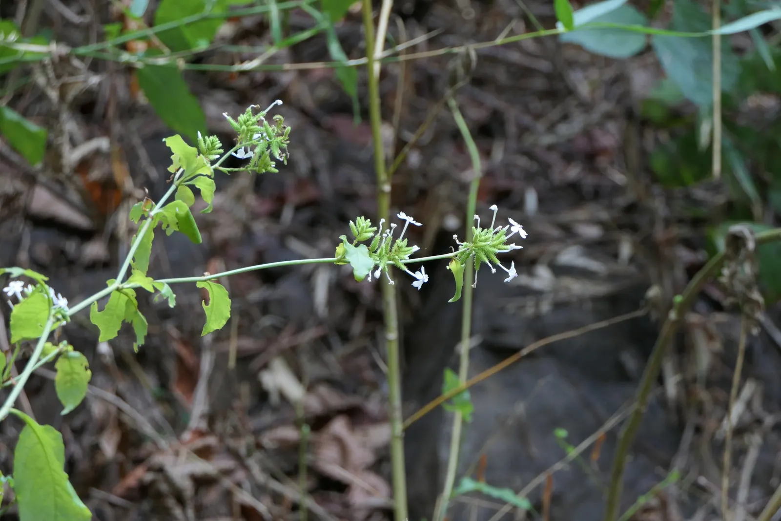White Plumbago (Plumbago Scandens) — White Plumbago promises to elevate both private and public spaces with its enduring beauty; this vining plant reaches a