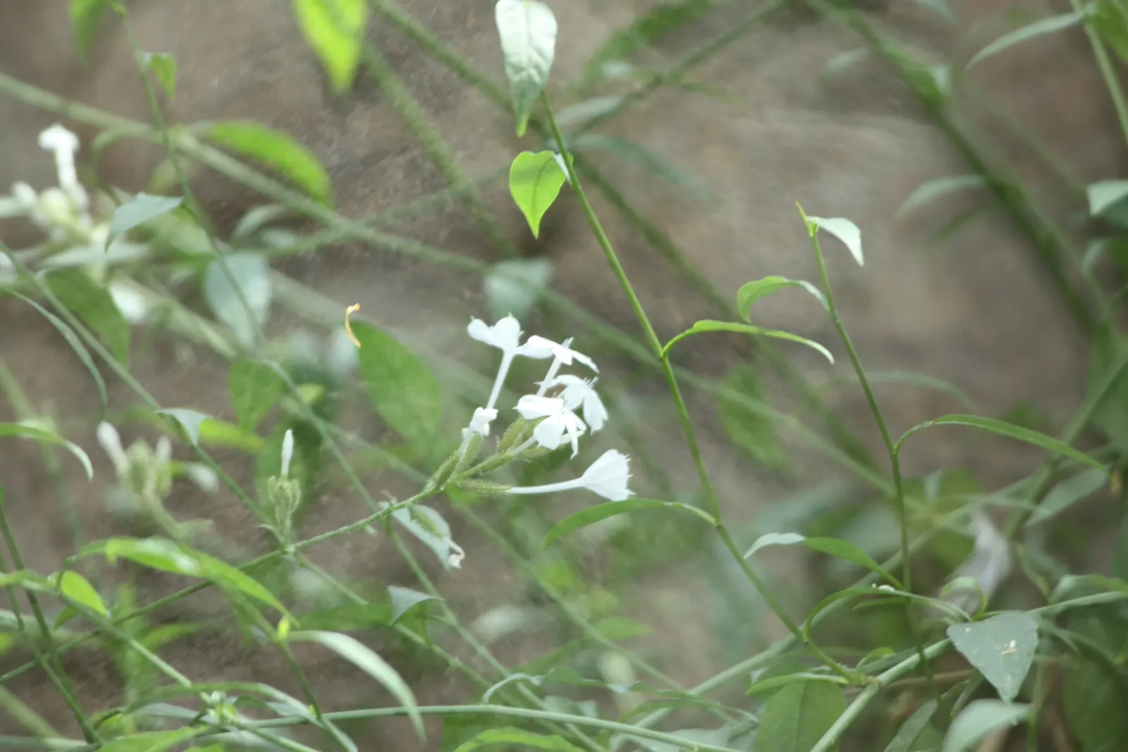 White Plumbago (Plumbago Scandens) — It\'s ideal for foundation plantings, borders, or as an informal hedge