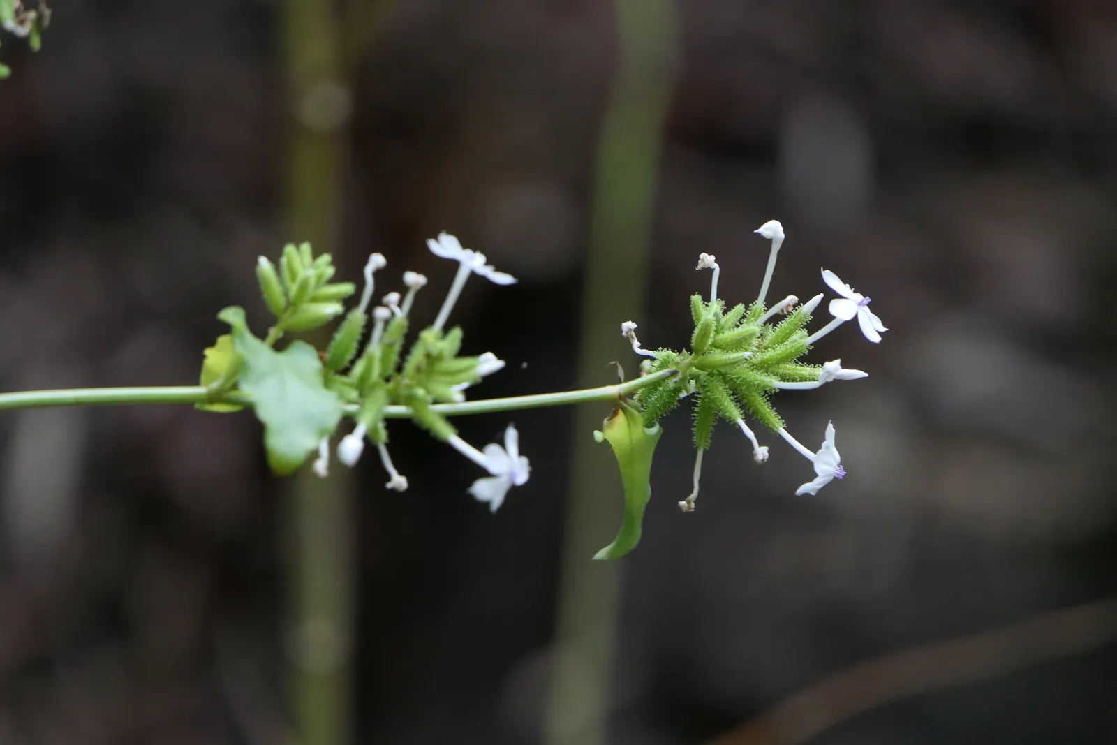 White Plumbago (Plumbago Scandens) — is an evergreen perennial offering year-round interest with its lush foliage and profuse white blossoms, image 53