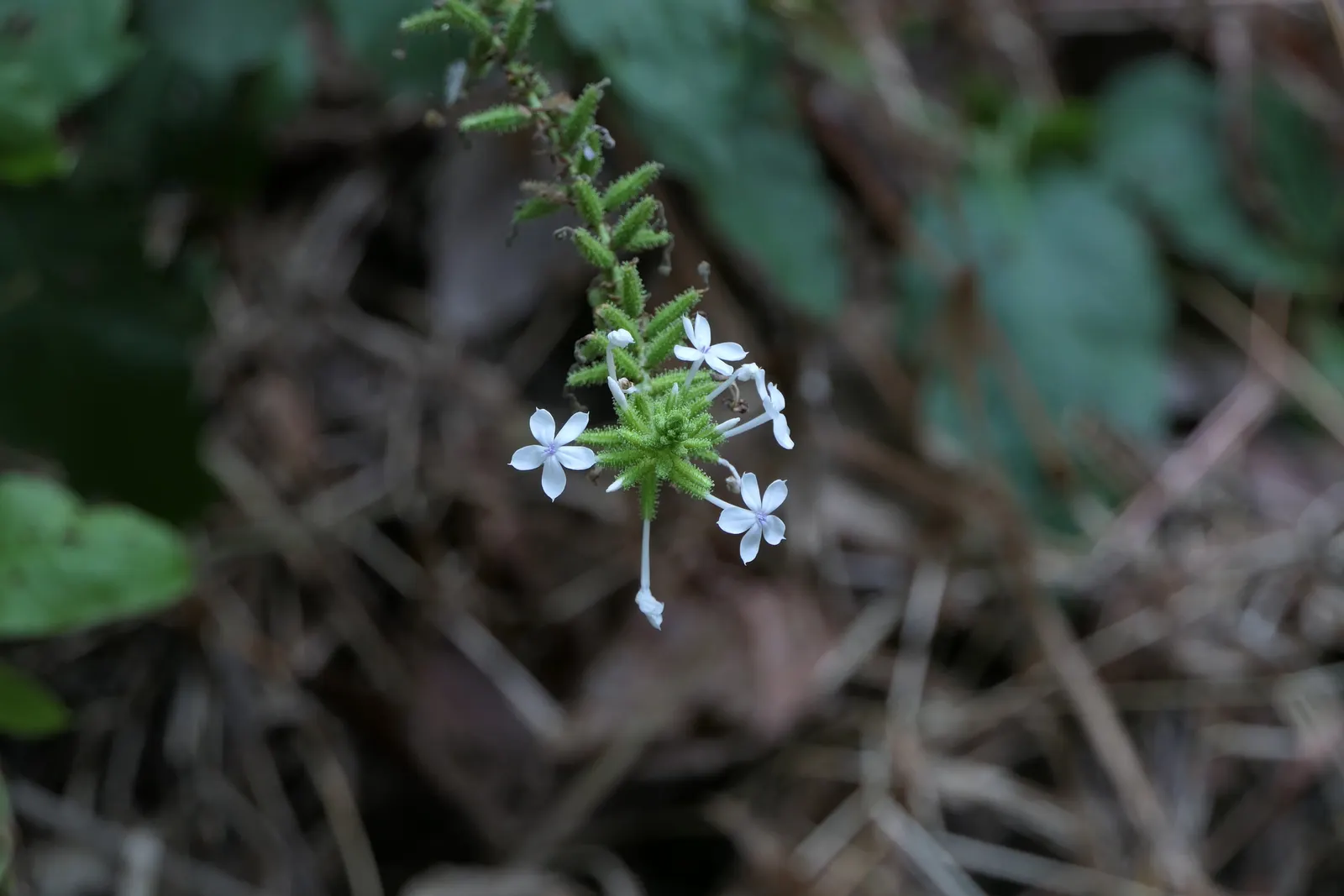 White Plumbago (Plumbago Scandens) — it's perfect for trellises