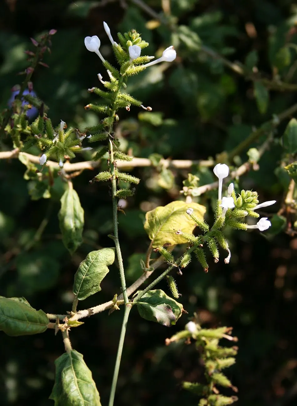 White Plumbago (Plumbago Scandens) — preferring full sun to partial shade exposure