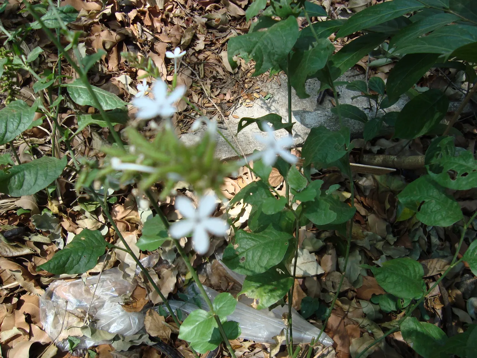 White Plumbago (Plumbago Scandens) — is an evergreen shrub renowned for its adaptability and charming floral display; the White Plumbago (Plumbago scandens)