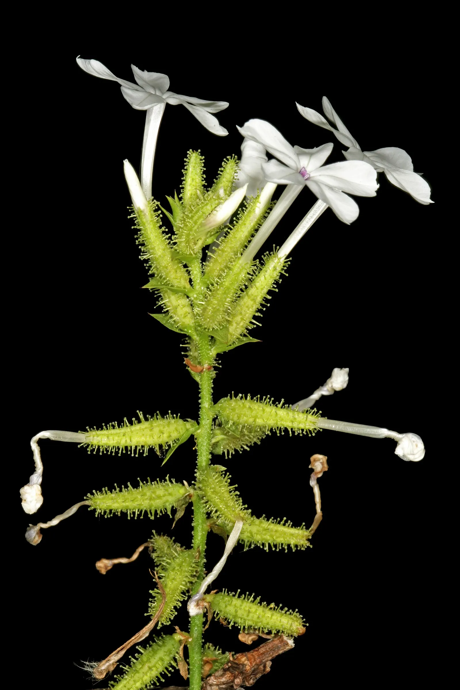 White Plumbago (Plumbago Scandens) — This vining plant reaches a height of 4-6 feet with a spread of 3-5 feet; this versatile plant typically reaches heights