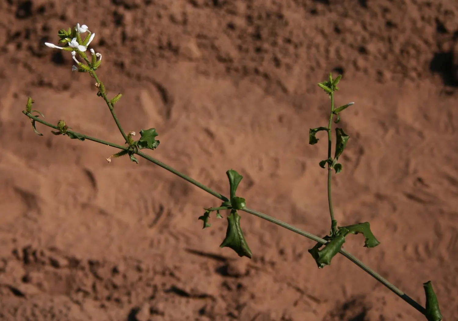 White Plumbago (Plumbago Scandens) — Pruning can be done annually to maintain the desired shape and vigor; radiating from the center like stars across the