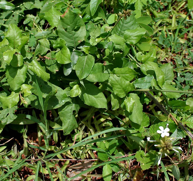White Plumbago (Plumbago Scandens) — When it comes to soil, this hardy shrub is not particular; however, well-drained loam ensures the best growth, image 70