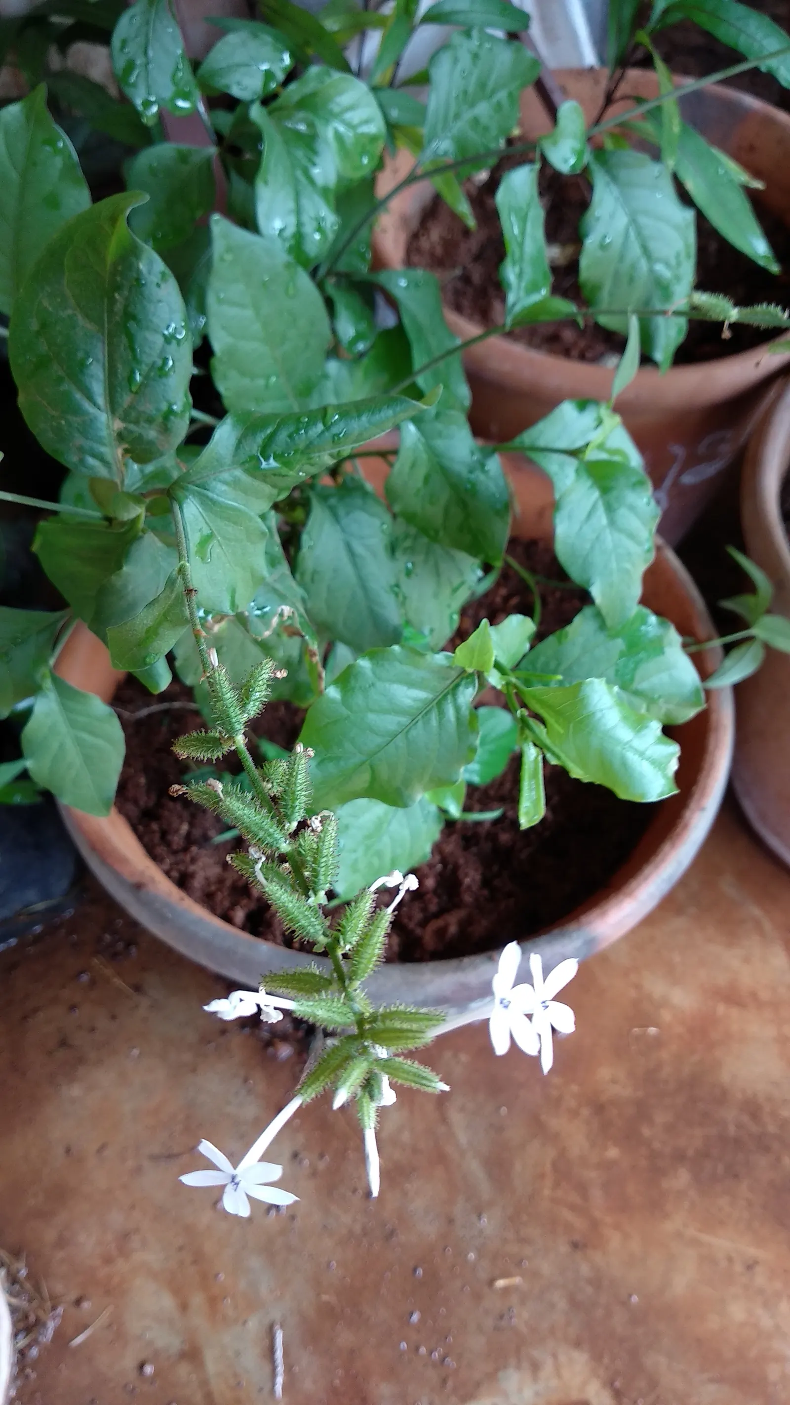 White Plumbago (Plumbago Scandens) — with peak blooming from spring to fall.<br><br>White Plumbago thrives in USDA Hardiness Zones 8b through 11, image 93