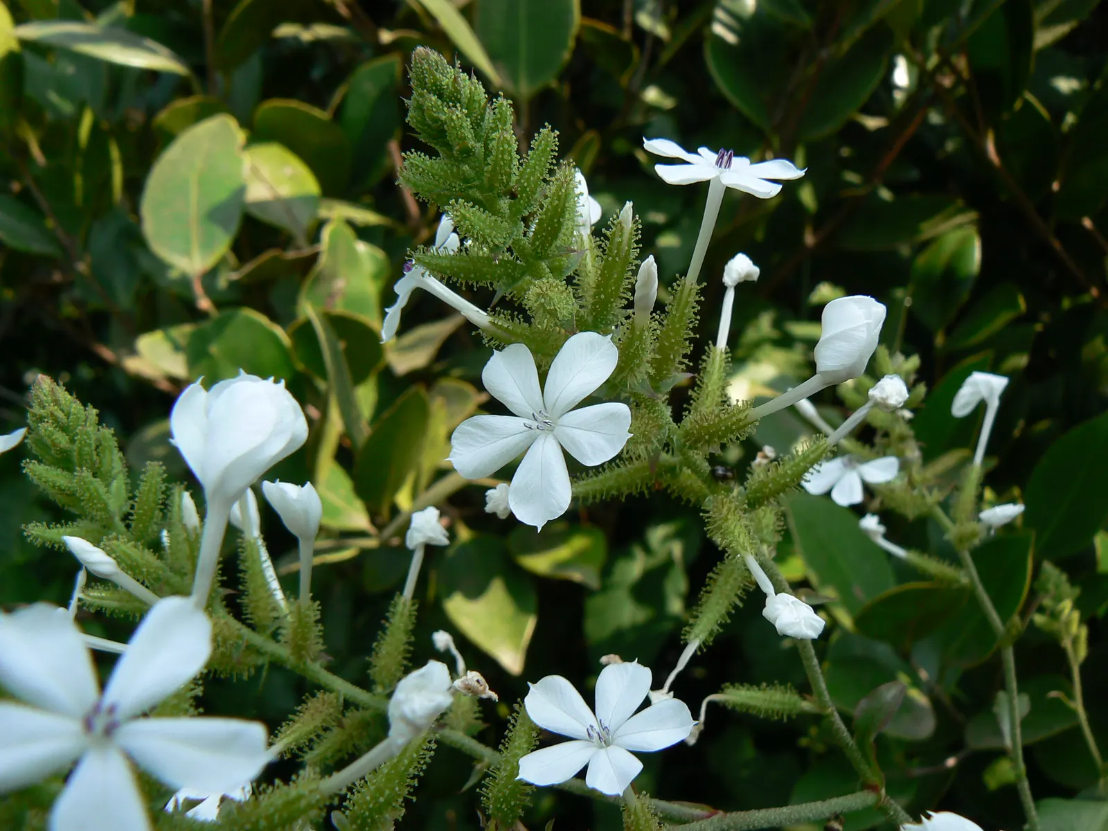 White Plumbago (Plumbago Scandens) — This versatile plant typically reaches heights of 2 to 4 feet