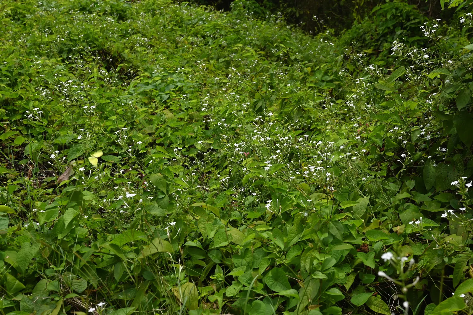 White Plumbago (Plumbago Scandens) — With its low-maintenance nature and graceful appearance; pruning can be done annually to maintain the desired shape and