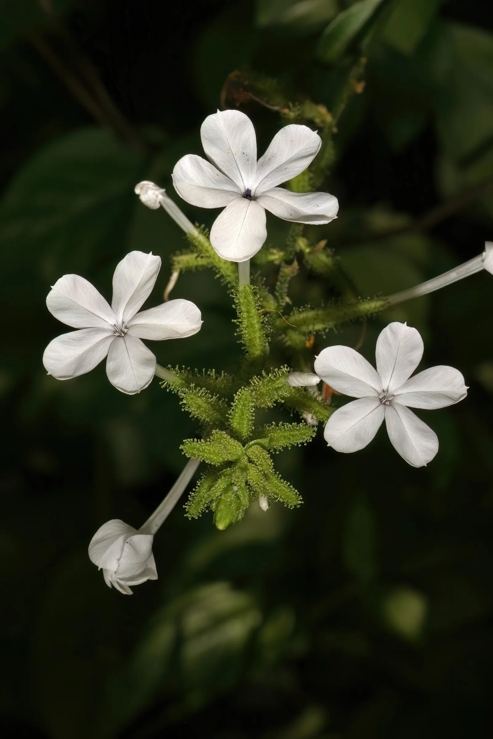 White Plumbago (Plumbago Scandens) — making it a highly desirable addition to any garden seeking a touch of elegance with minimal fuss
