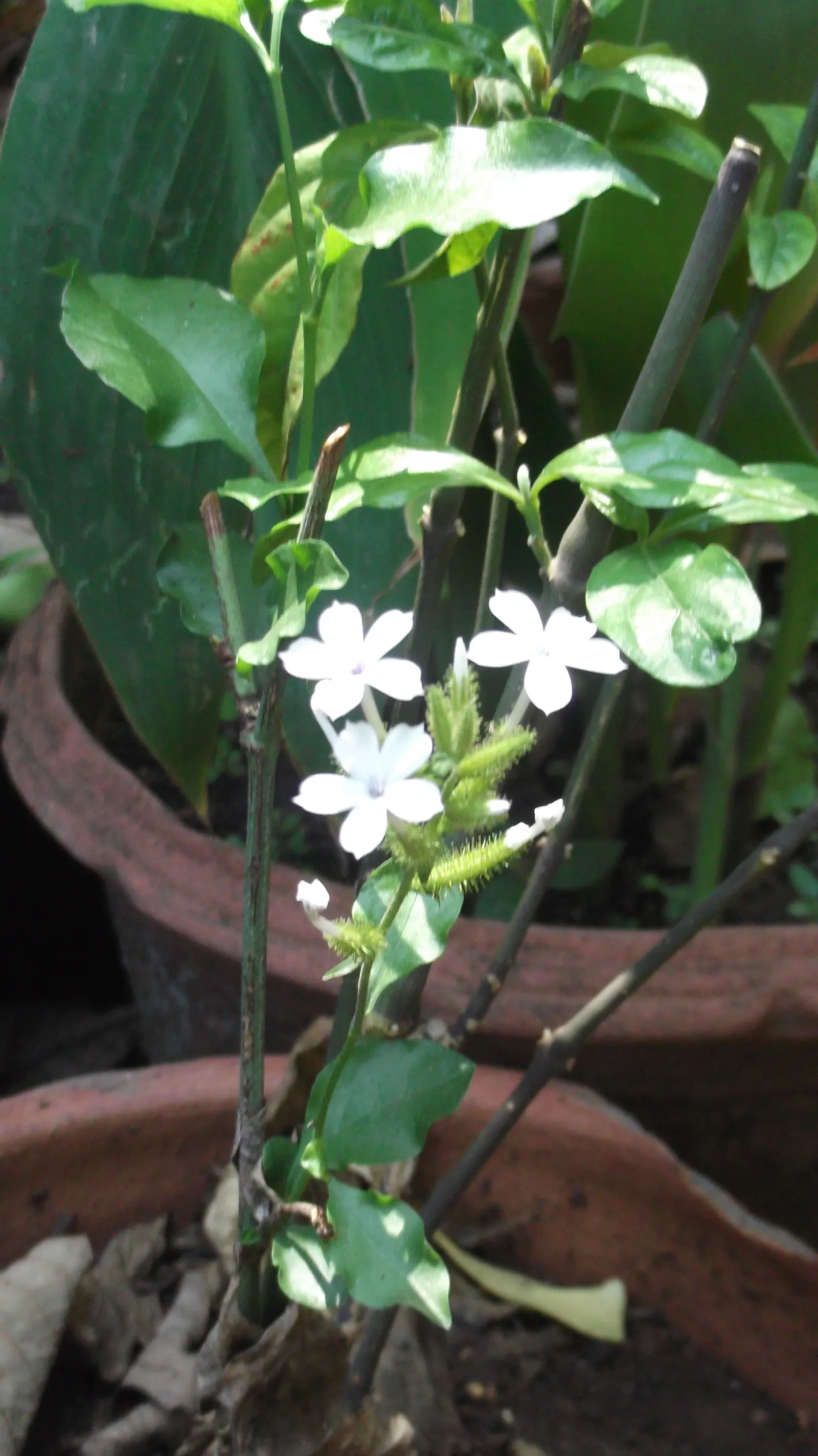 White Plumbago (Plumbago Scandens) — It\'s ideal for foundation plantings, borders, or as an informal hedge; continuous floral display, image 72
