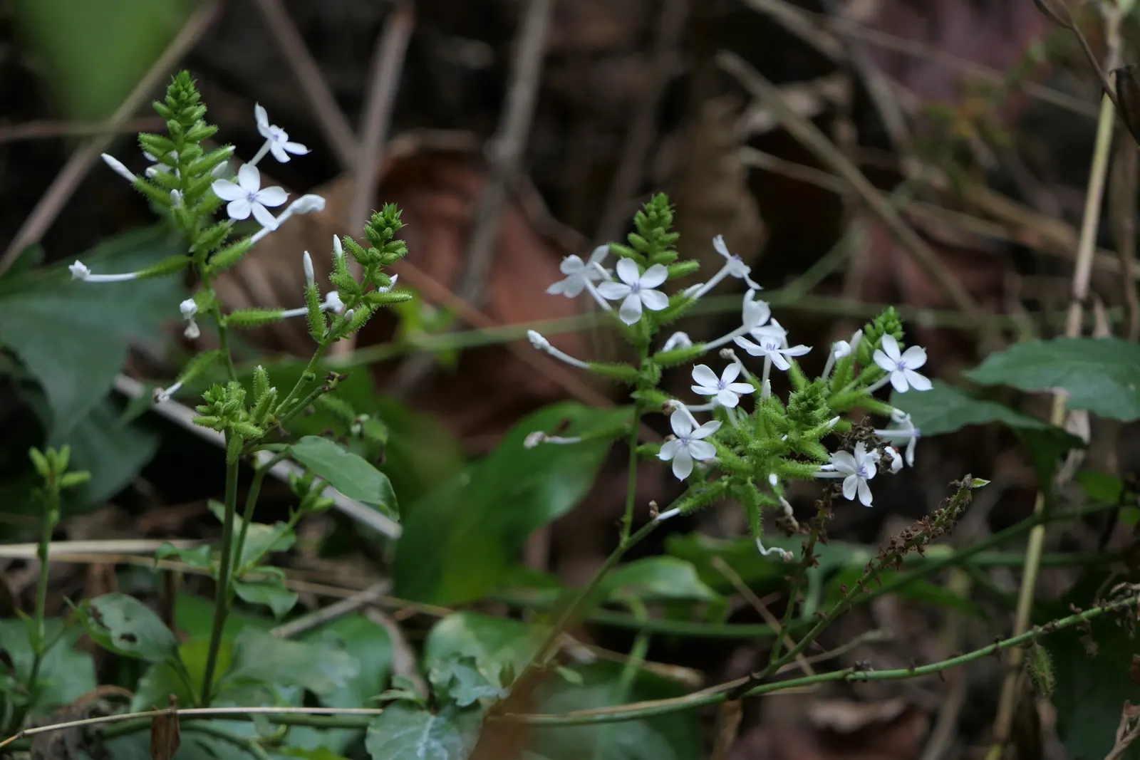 White Plumbago (Plumbago Scandens) — attracting butterflies and providing a low-maintenance; each with five petal-like lobes, image 84