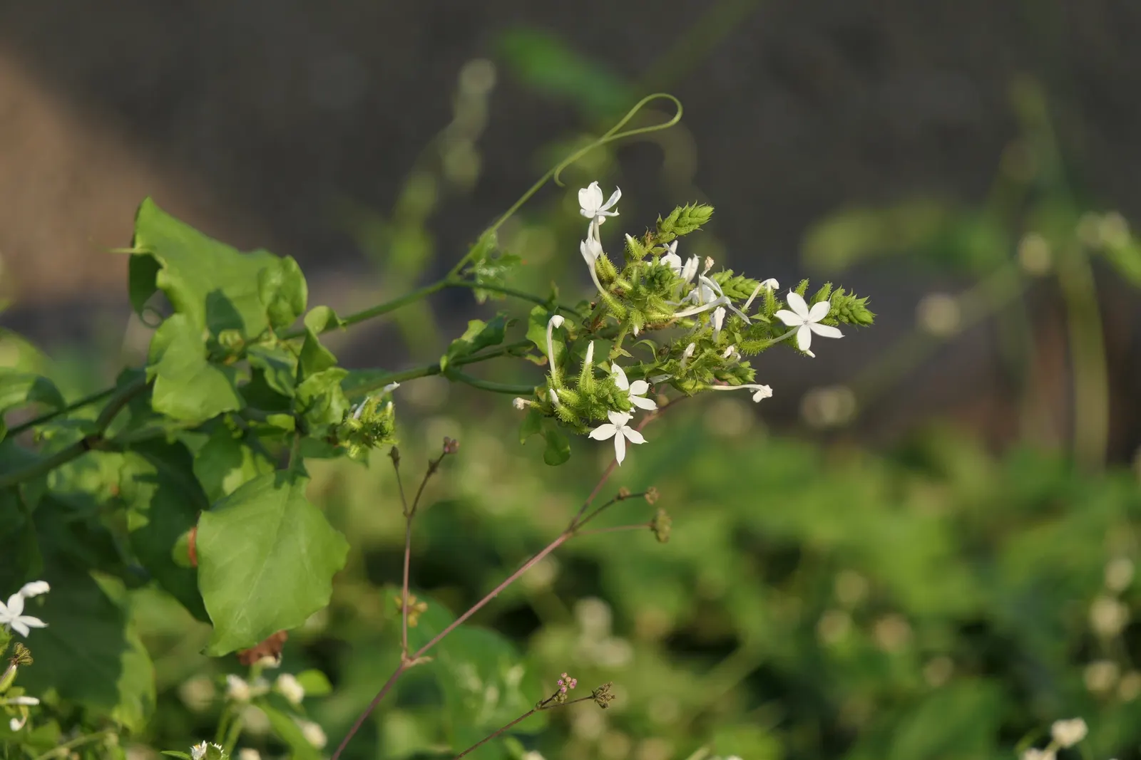 White Plumbago (Plumbago Scandens) — white flowers in the garden