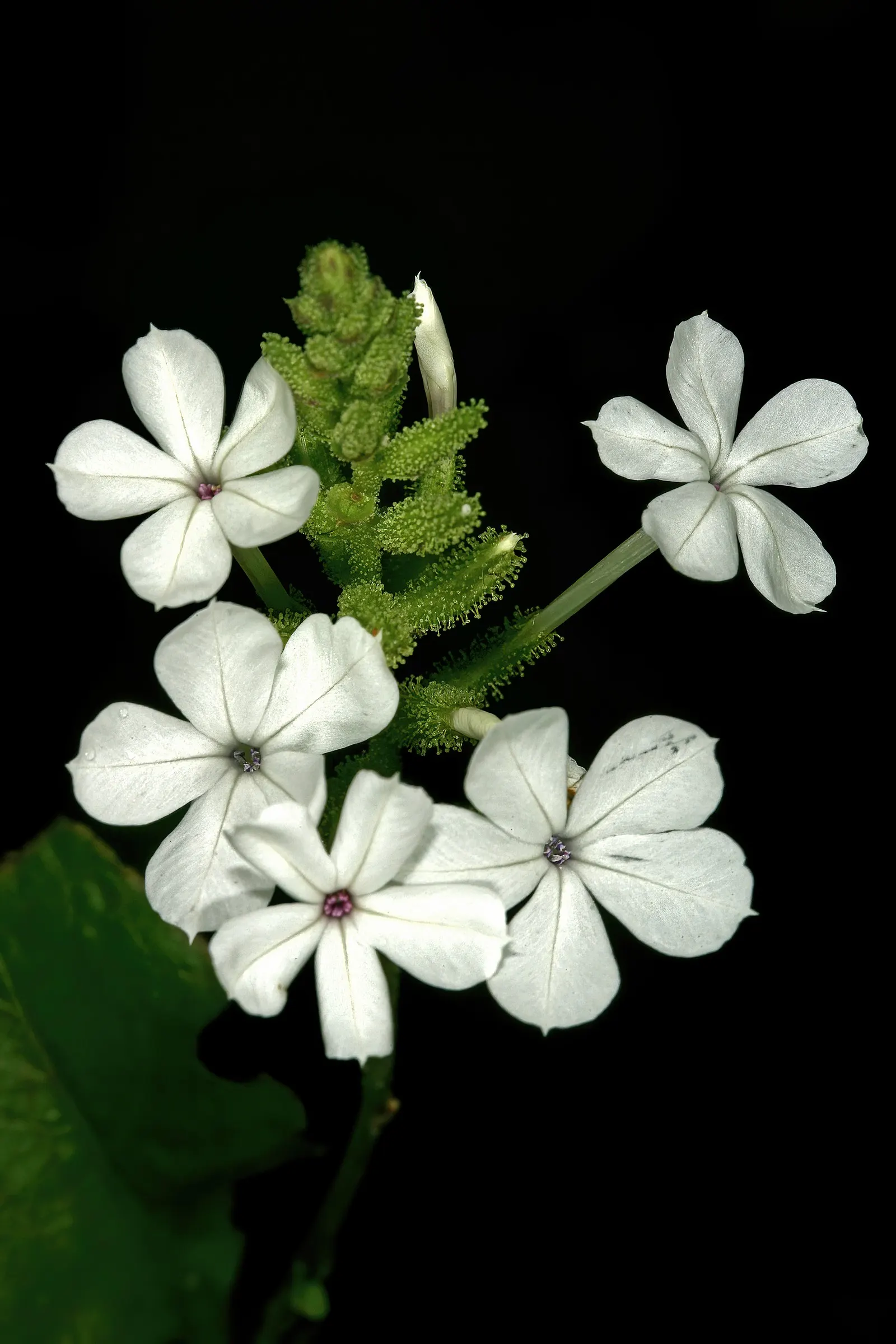 White Plumbago (Plumbago Scandens) — attracting butterflies and providing a low-maintenance