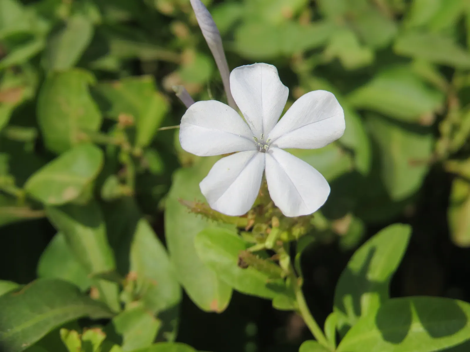 White Plumbago (Plumbago Scandens) — each with five petal-like lobes; making it a highly desirable addition to any garden seeking a touch of, image 91
