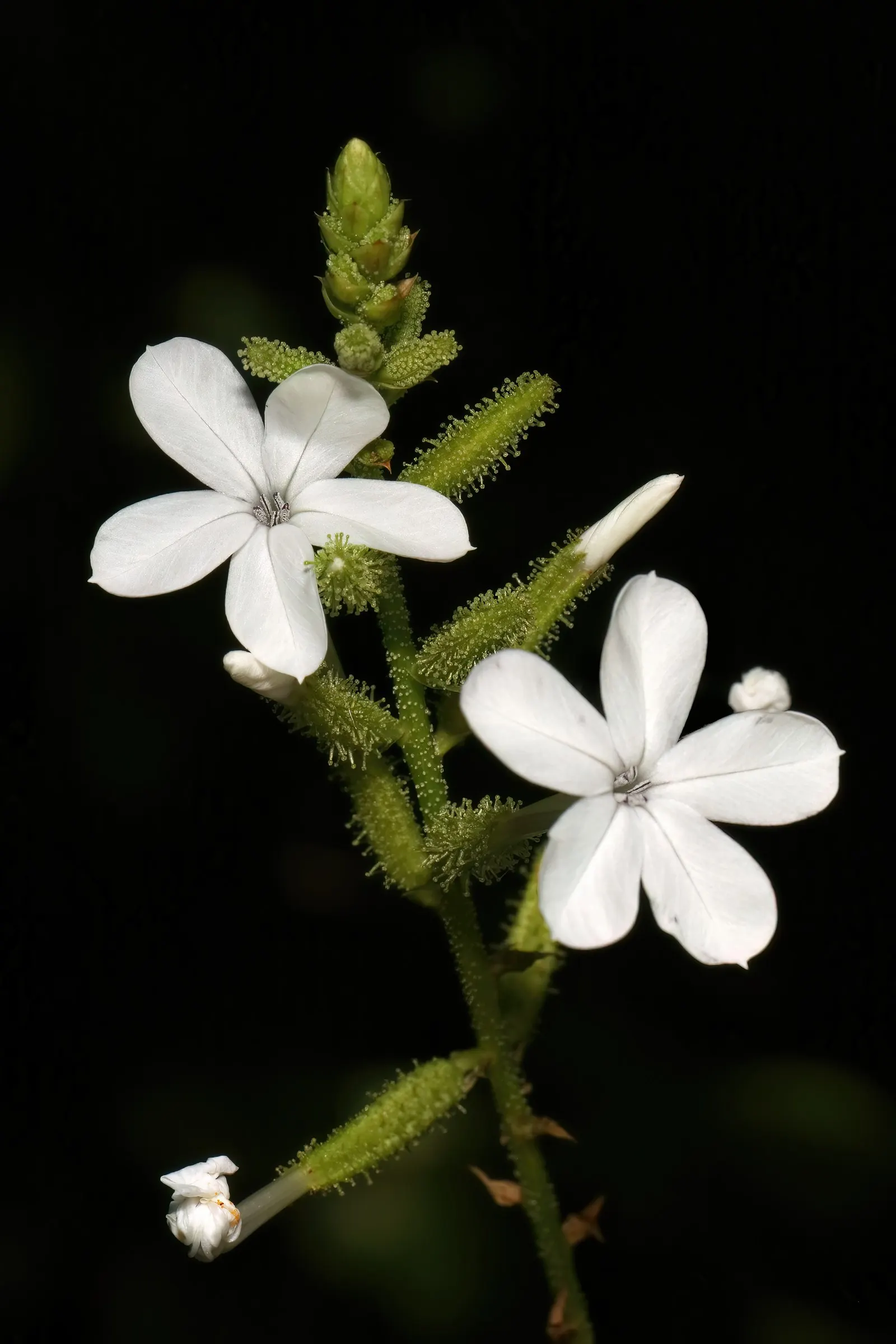 White Plumbago (Plumbago Scandens) — With its low-maintenance nature and graceful appearance