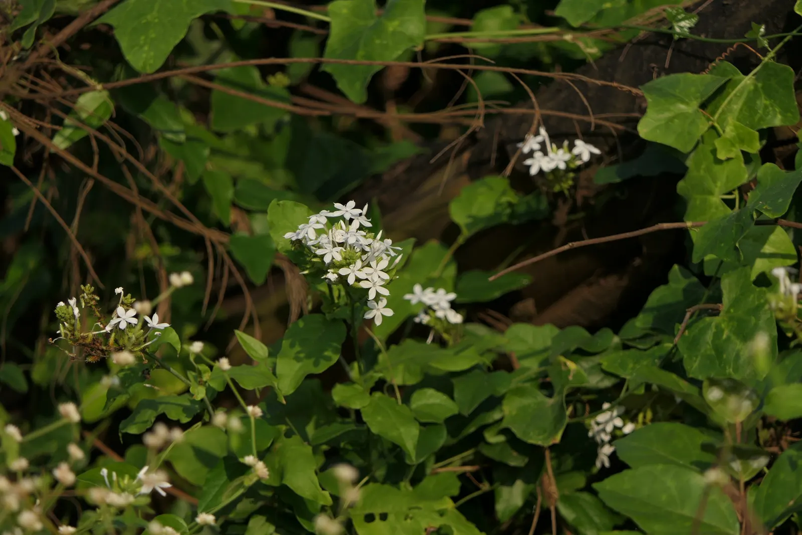 White Plumbago (Plumbago Scandens) — Ideal in USDA zones 8-11, it thrives in full sun to partial shade; when it comes to soil, this hardy shrub is, image 81