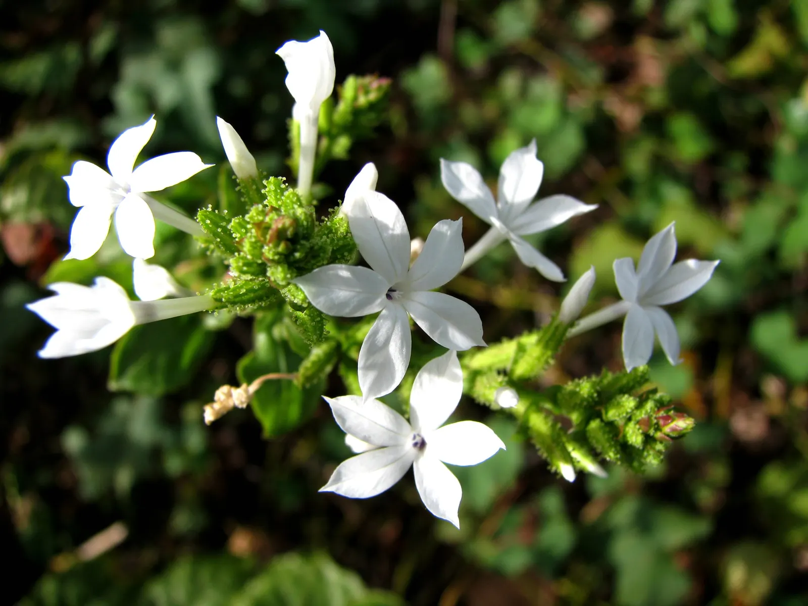 White Plumbago (Plumbago Scandens) — When it comes to soil, this hardy shrub is not particular; however, well-drained loam ensures the best growth, image 96