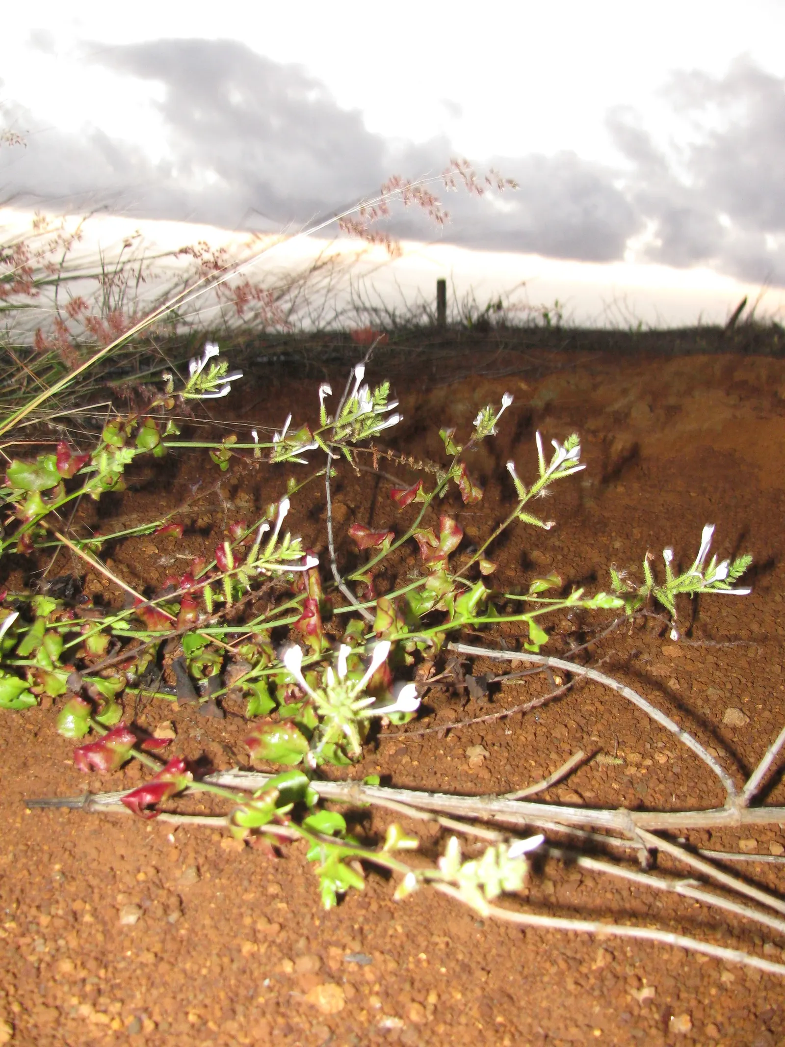 White Plumbago (Plumbago Scandens) — Drought-tolerant once established