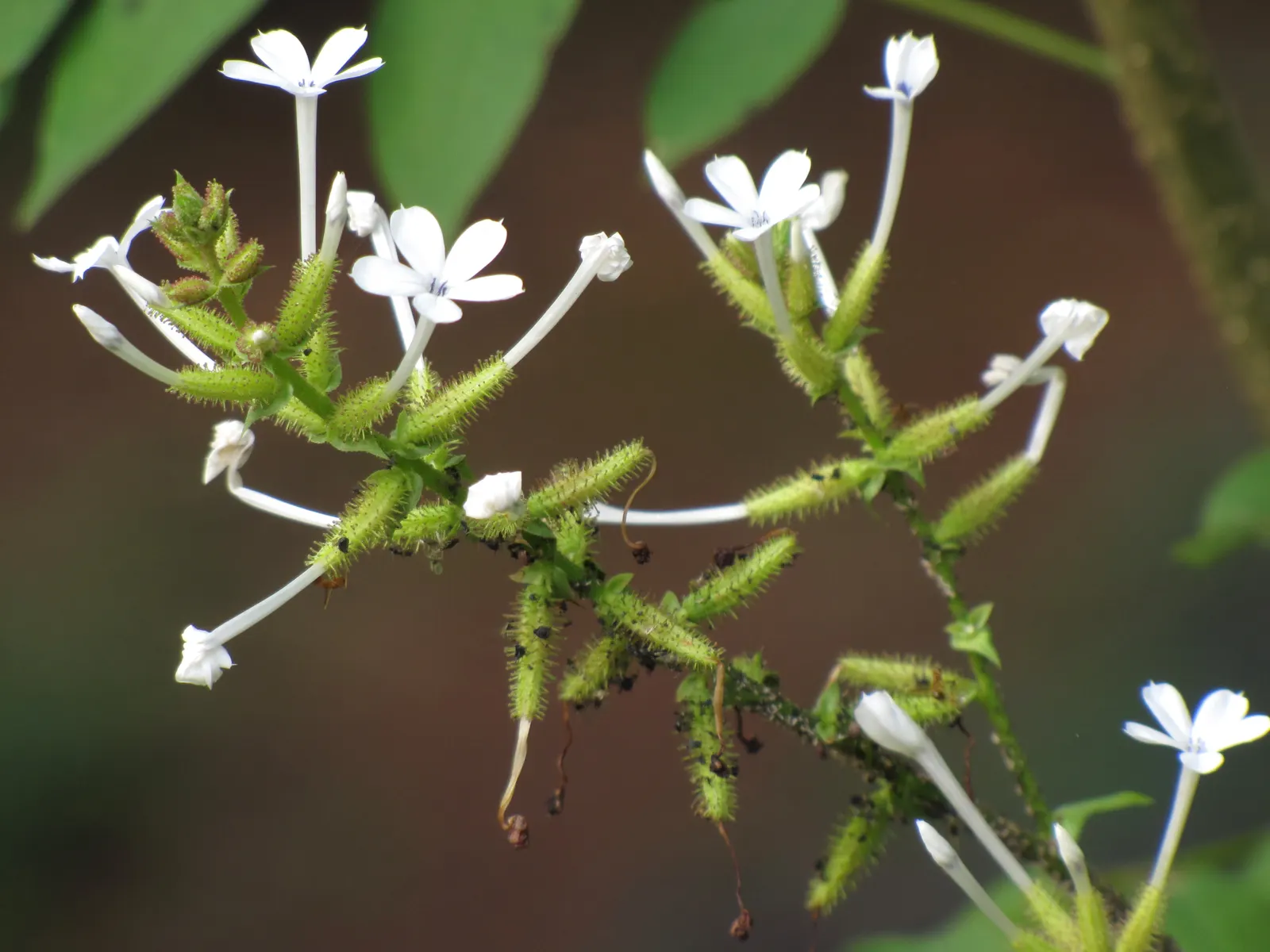 White Plumbago (Plumbago Scandens) — is an evergreen shrub renowned for its adaptability and charming floral display