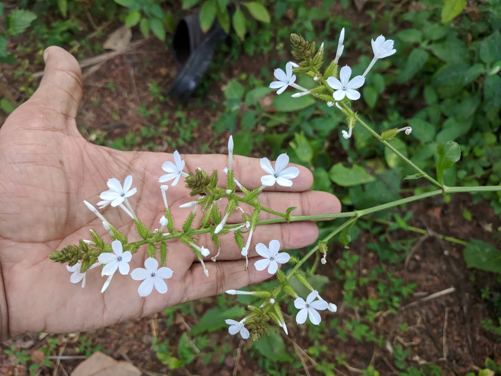 White Plumbago (Plumbago Scandens) — In conditions with intense heat, light shade proves beneficial in protecting the leaves from scorching; though in optimal