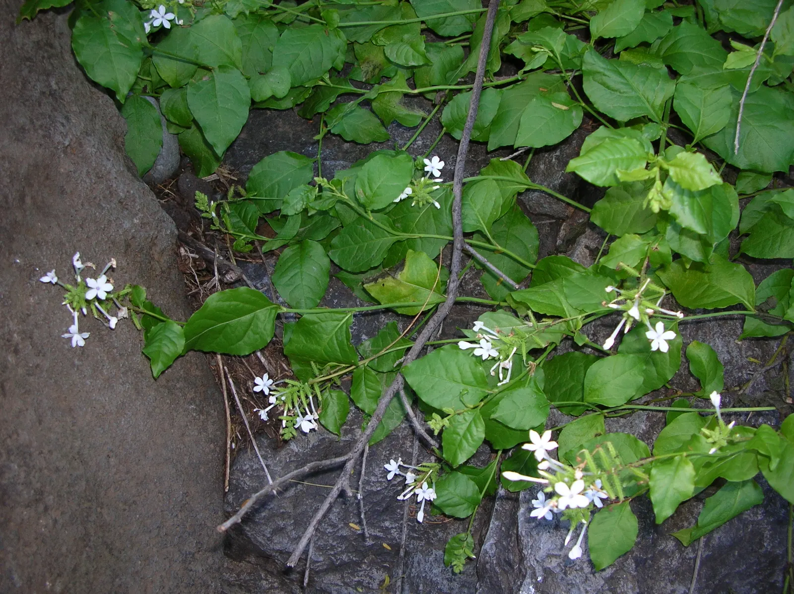 White Plumbago (Plumbago Scandens) — with peak blooming from spring to fall.<br><br>White Plumbago thrives in USDA Hardiness Zones 8b through 11; white flowers