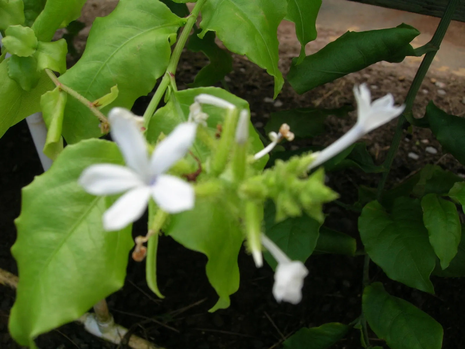 White Plumbago (Plumbago Scandens) — The White Plumbago (Plumbago scandens); is an evergreen perennial offering year-round interest with its lush, image 86