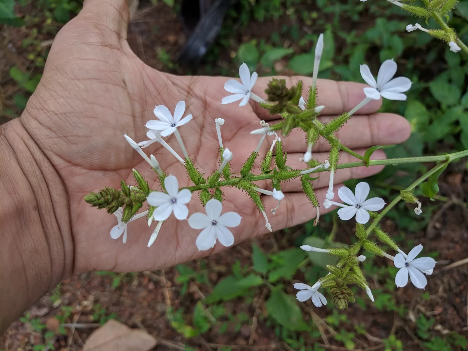 White Plumbago (Plumbago Scandens) — making it a highly desirable addition to any garden seeking a touch of elegance with minimal fuss; with peak blooming from