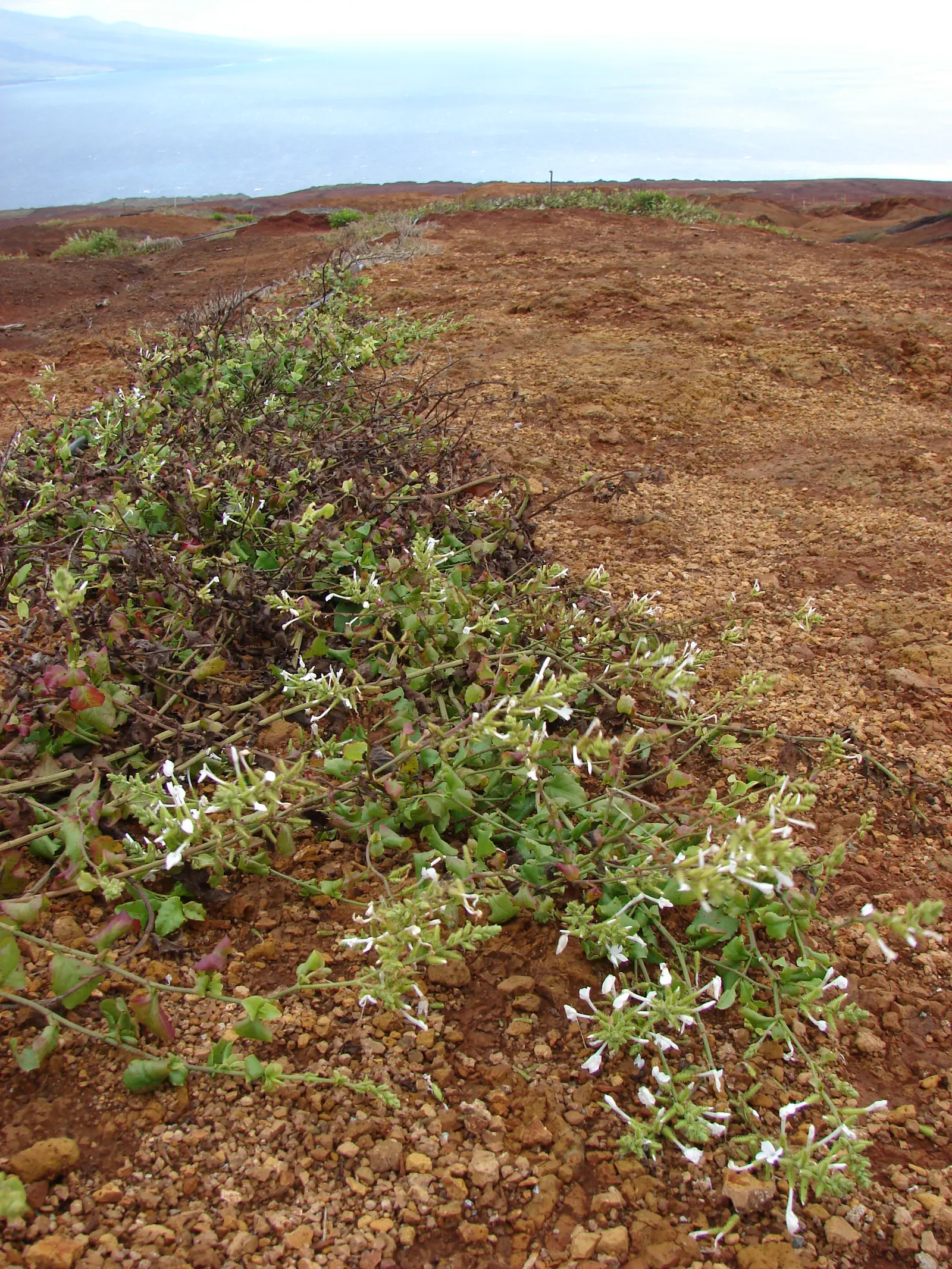 White Plumbago (Plumbago Scandens) — Moderate water needs make this a drought-tolerant option once established; shrub for half or shade, image 97