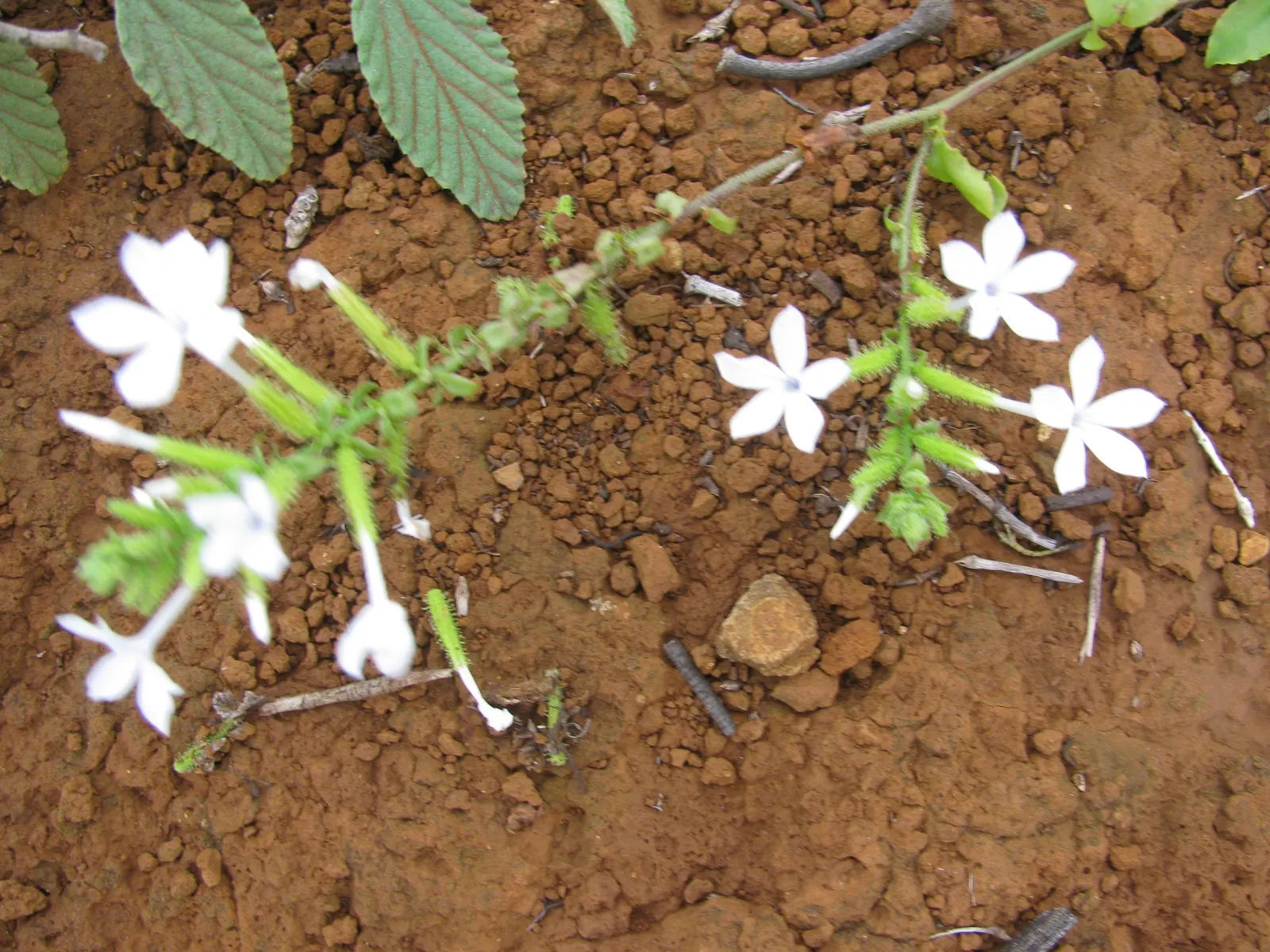 White Plumbago (Plumbago Scandens) — preferring full sun to partial shade exposure; it's perfect for trellises, image 94