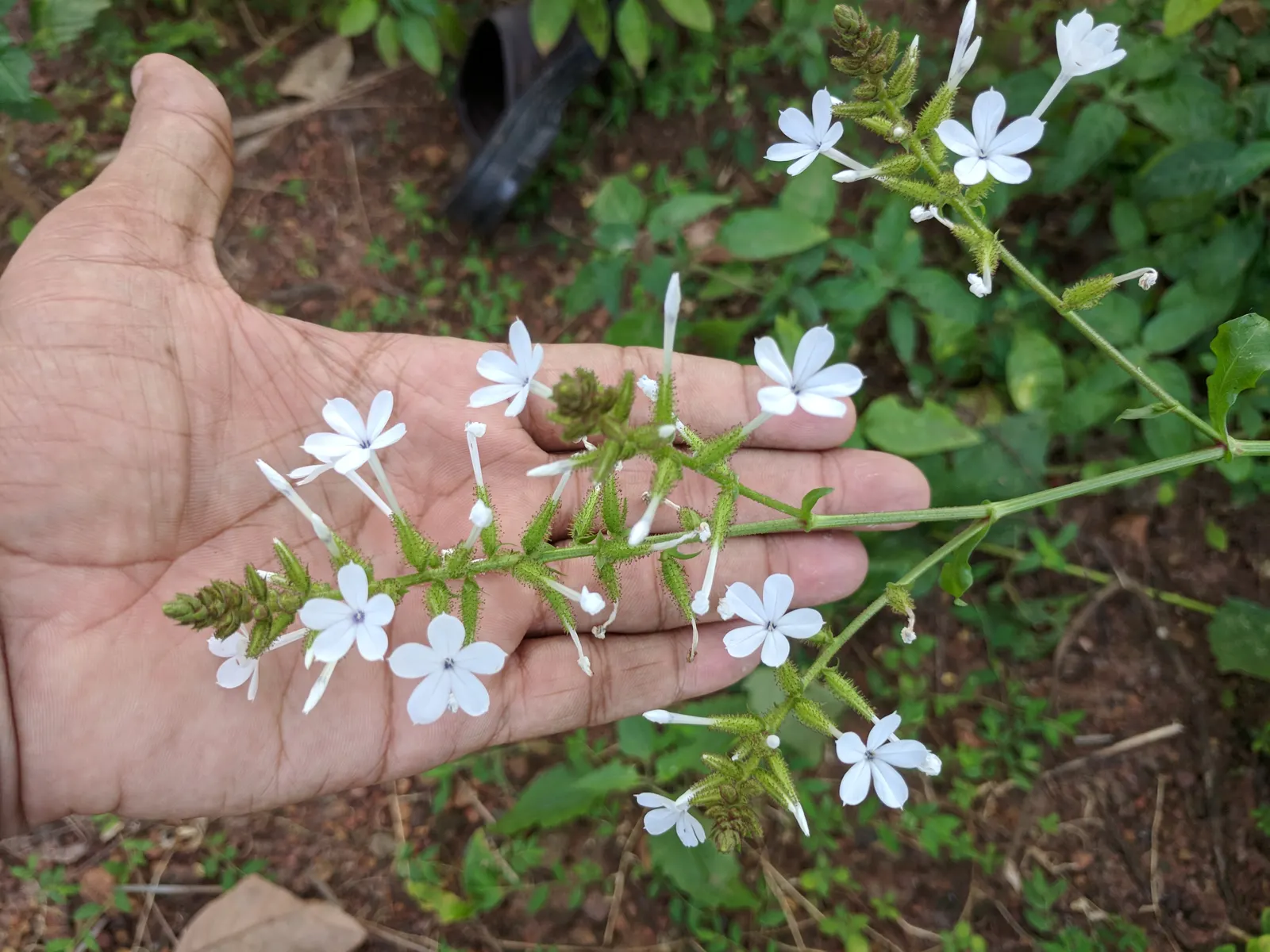 White Plumbago (Plumbago Scandens) — Ideal in USDA zones 8-11, it thrives in full sun to partial shade