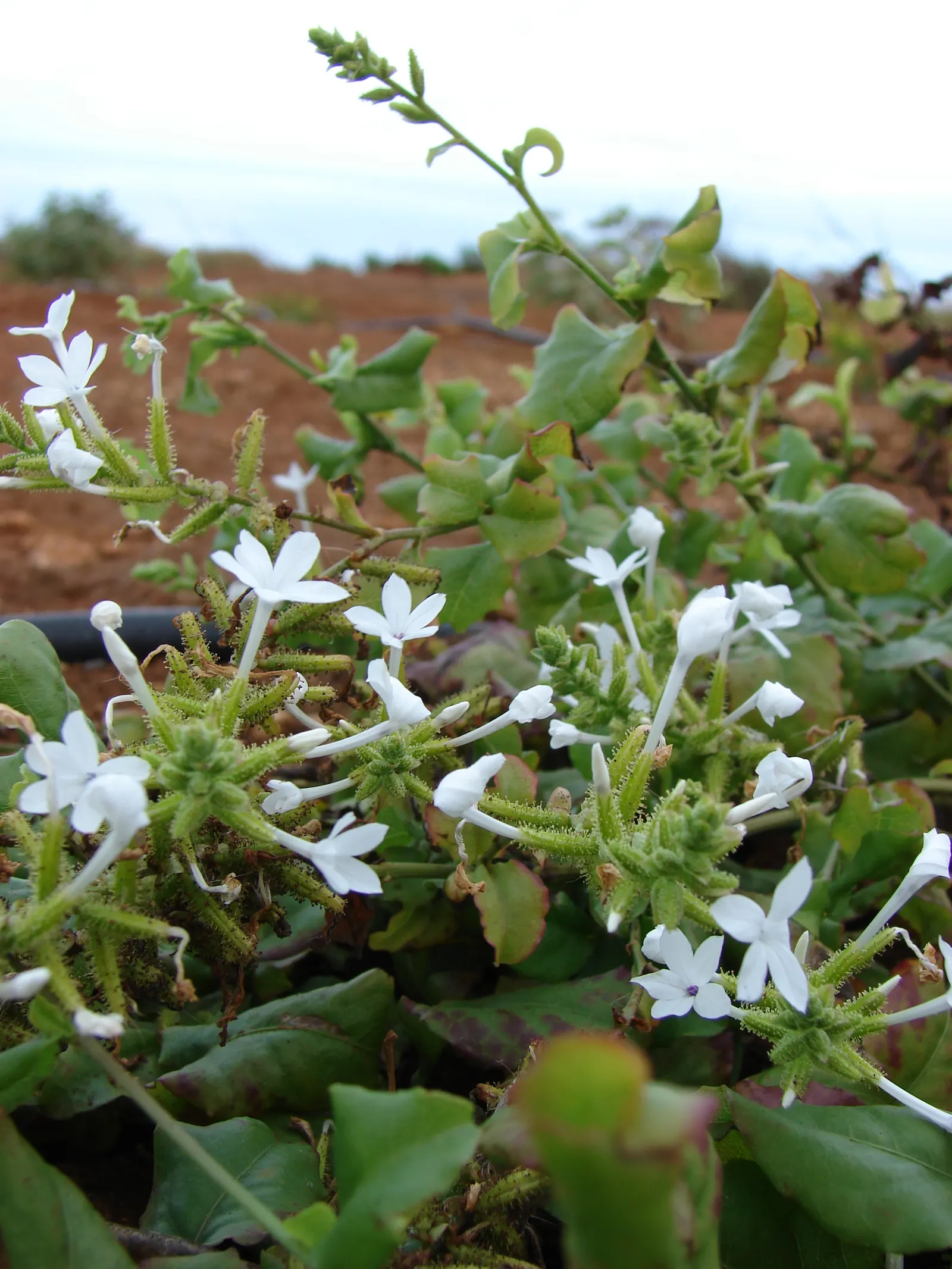 White Plumbago (Plumbago Scandens) — This vining plant reaches a height of 4-6 feet with a spread of 3-5 feet