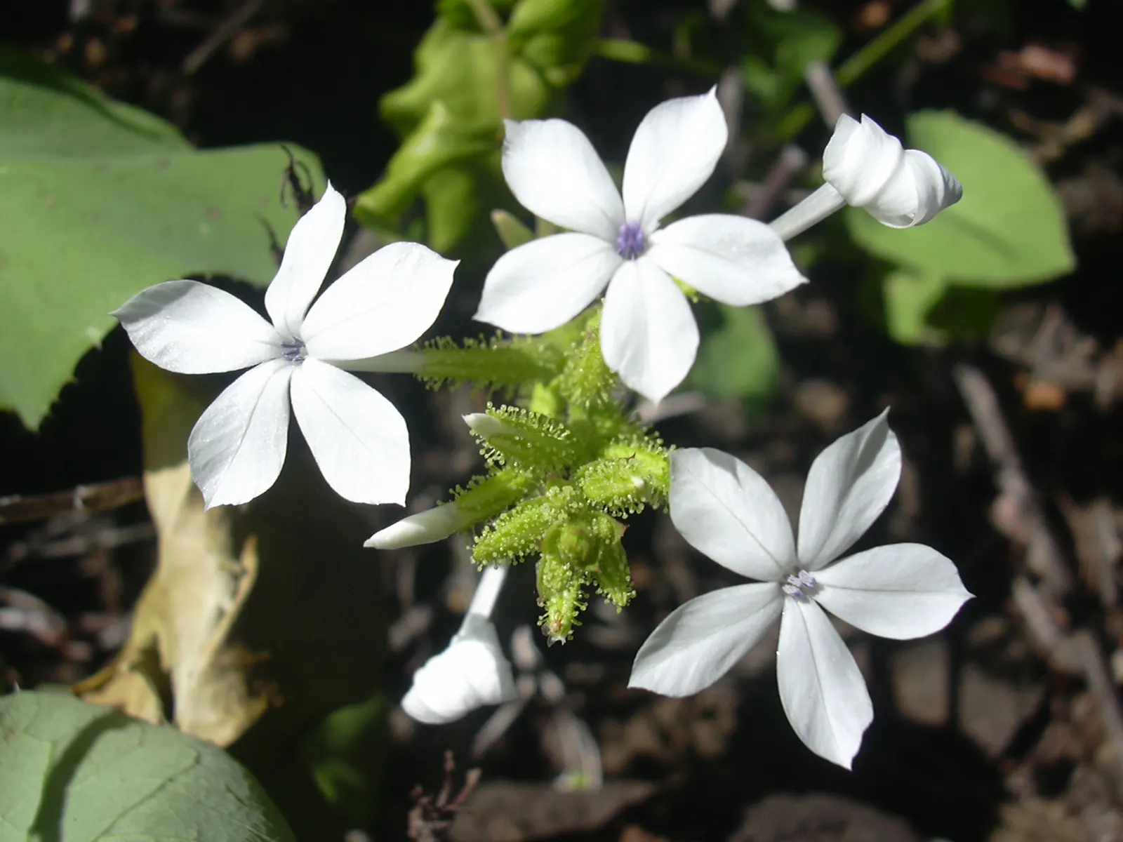 White Plumbago (Plumbago Scandens) — though in optimal conditions it can stretch upwards to 6 feet; ideal in USDA zones 8-11, it thrives in full, image 64