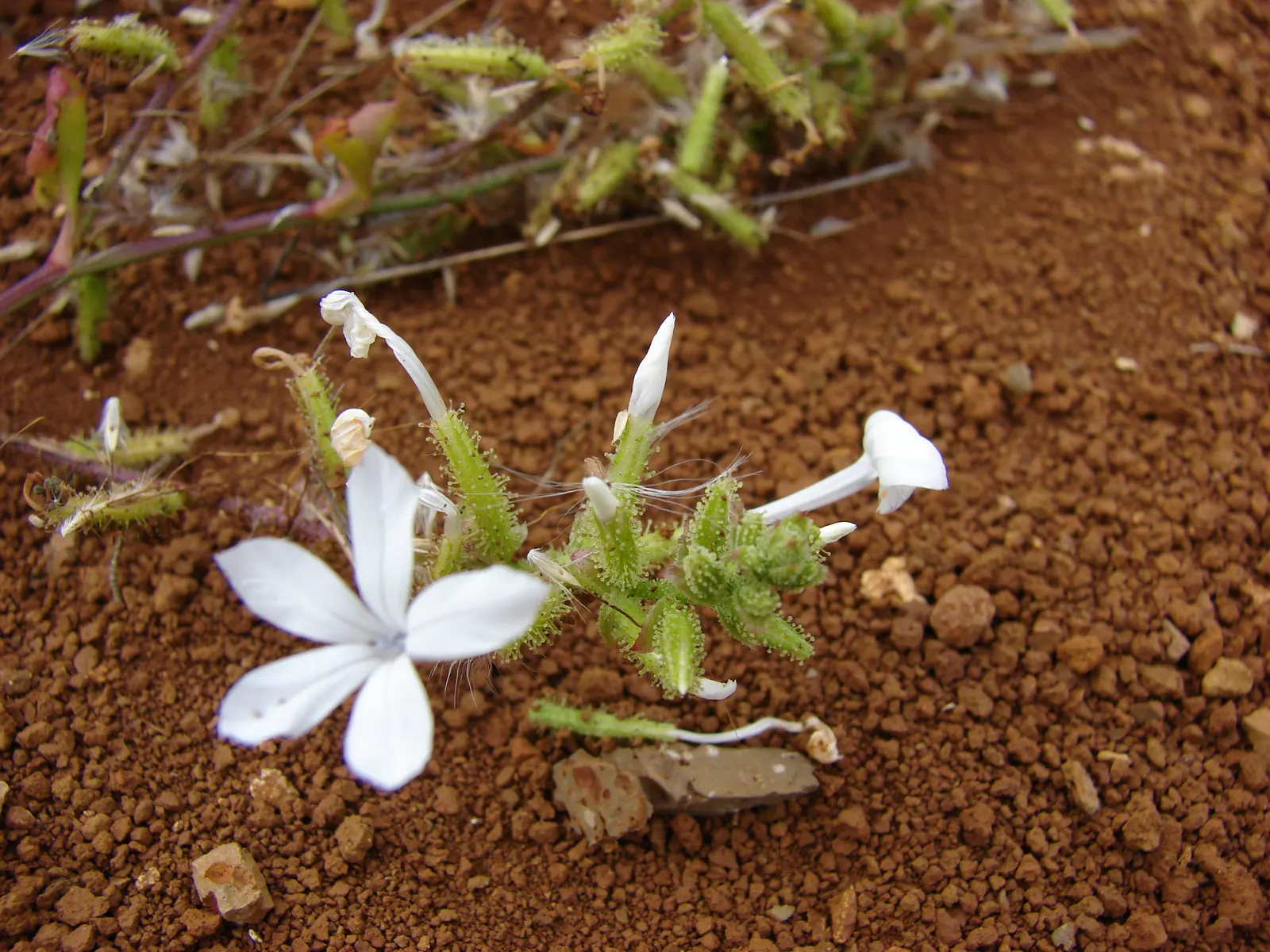 White Plumbago (Plumbago Scandens) — It\'s ideal for foundation plantings, borders, or as an informal hedge; continuous floral display