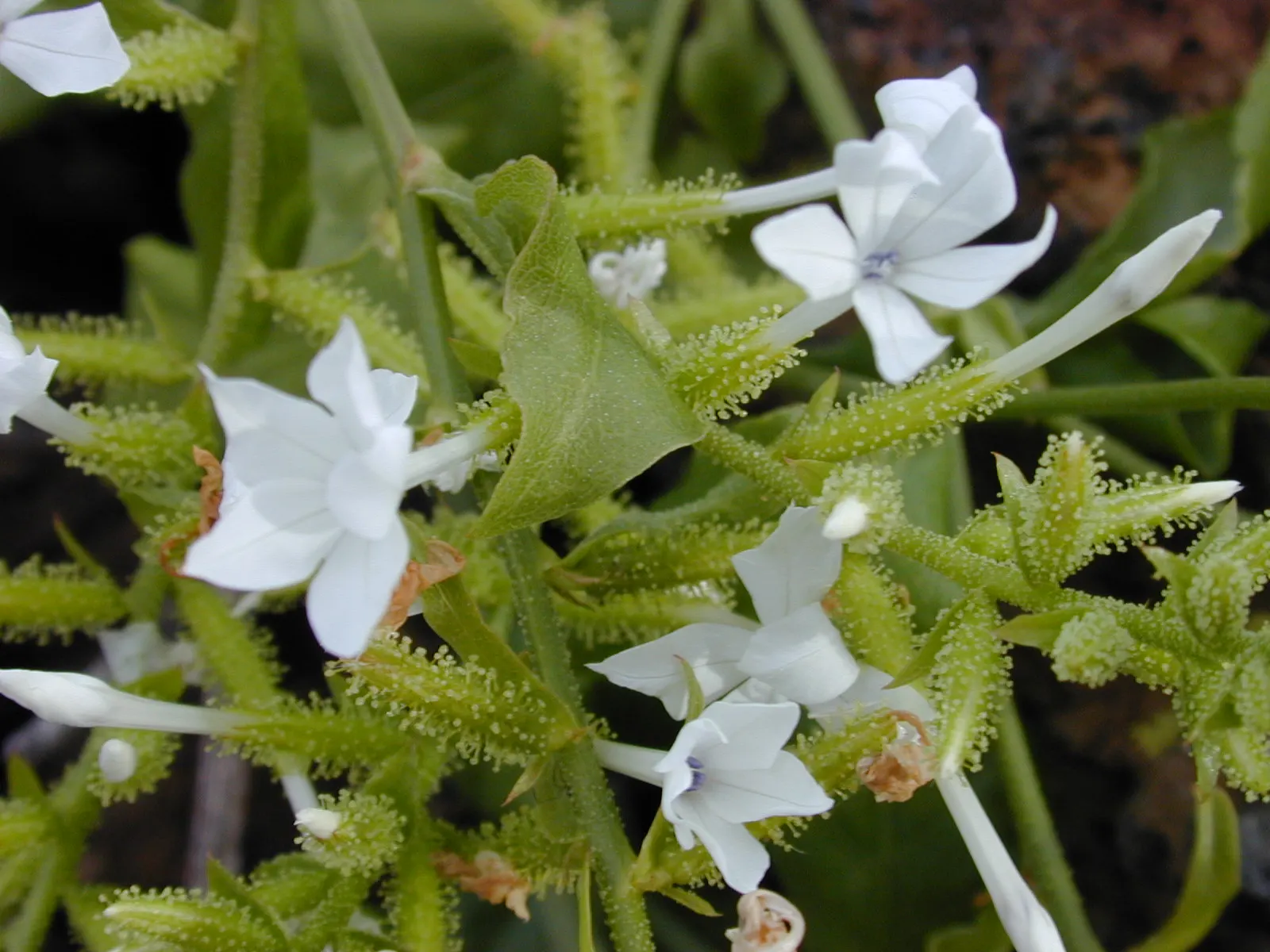 White Plumbago (Plumbago Scandens) — When it comes to soil, this hardy shrub is not particular; however, well-drained loam ensures the best growth