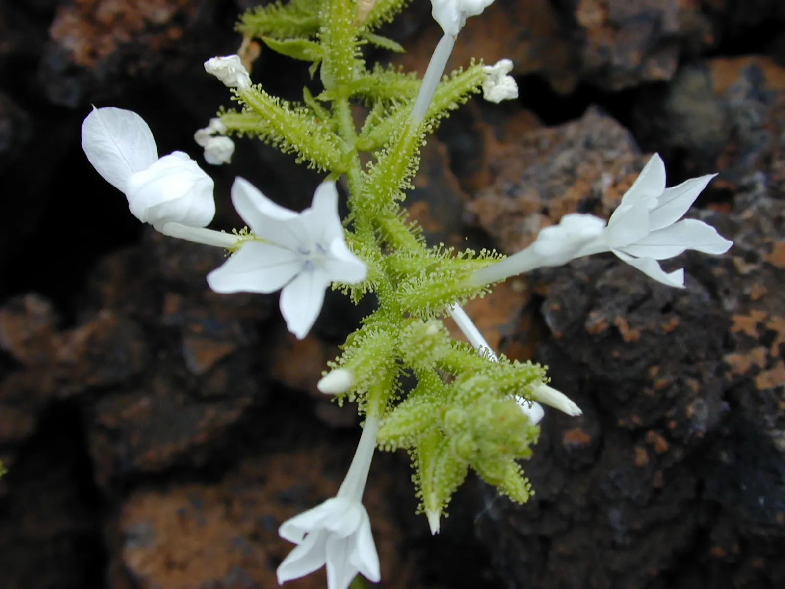 White Plumbago (Plumbago Scandens) — Pruning can be done annually to maintain the desired shape and vigor