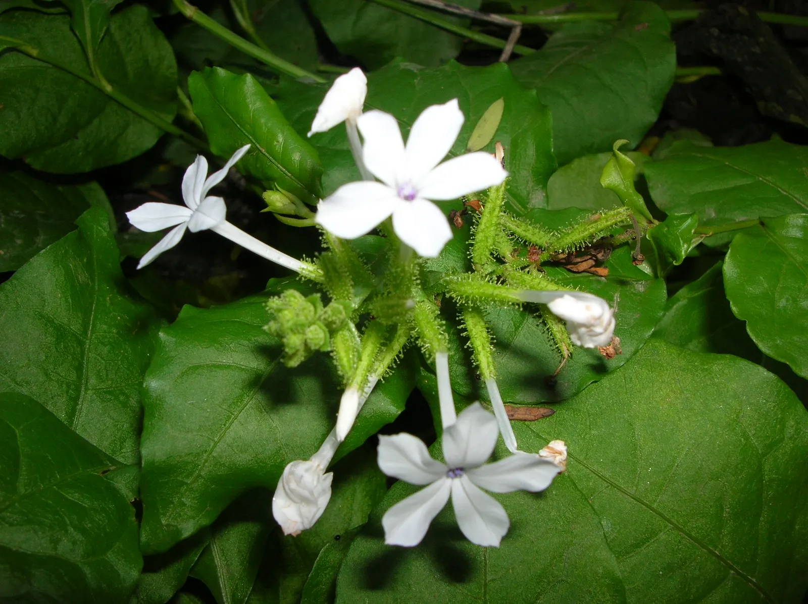 White Plumbago (Plumbago Scandens) — shrub for half or shade