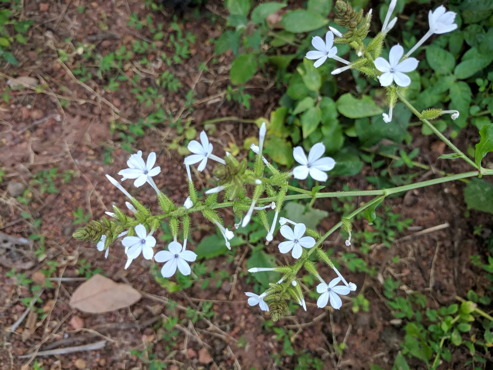 White Plumbago (Plumbago Scandens) — Drought-tolerant once established; shrub with white blooms, image 56