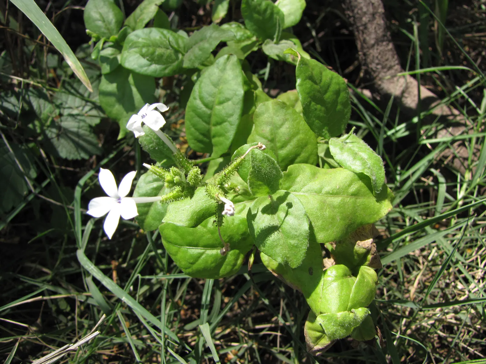 White Plumbago (Plumbago Scandens) — Ideal in USDA zones 8-11, it thrives in full sun to partial shade; when it comes to soil, this hardy shrub is, image 55