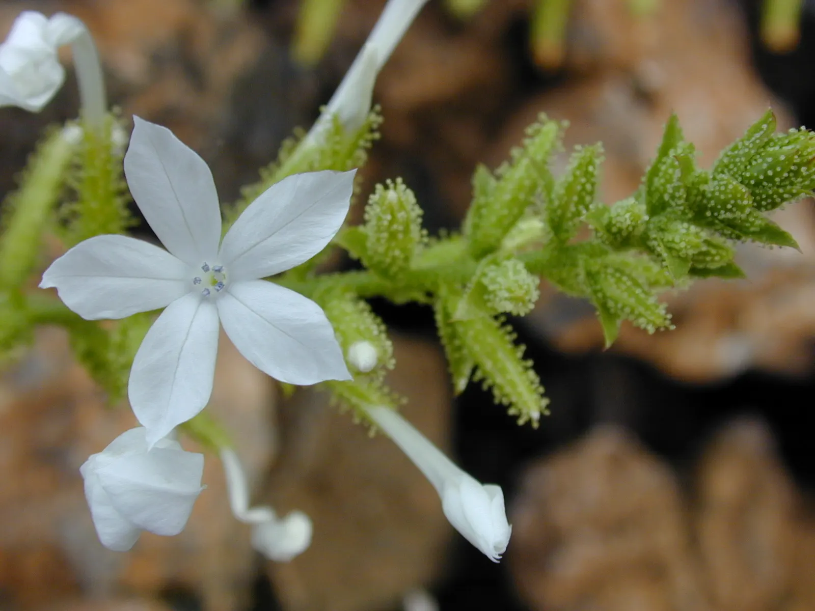 White Plumbago (Plumbago Scandens) — is an evergreen shrub renowned for its adaptability and charming floral display; the White Plumbago (Plumbago, image 61