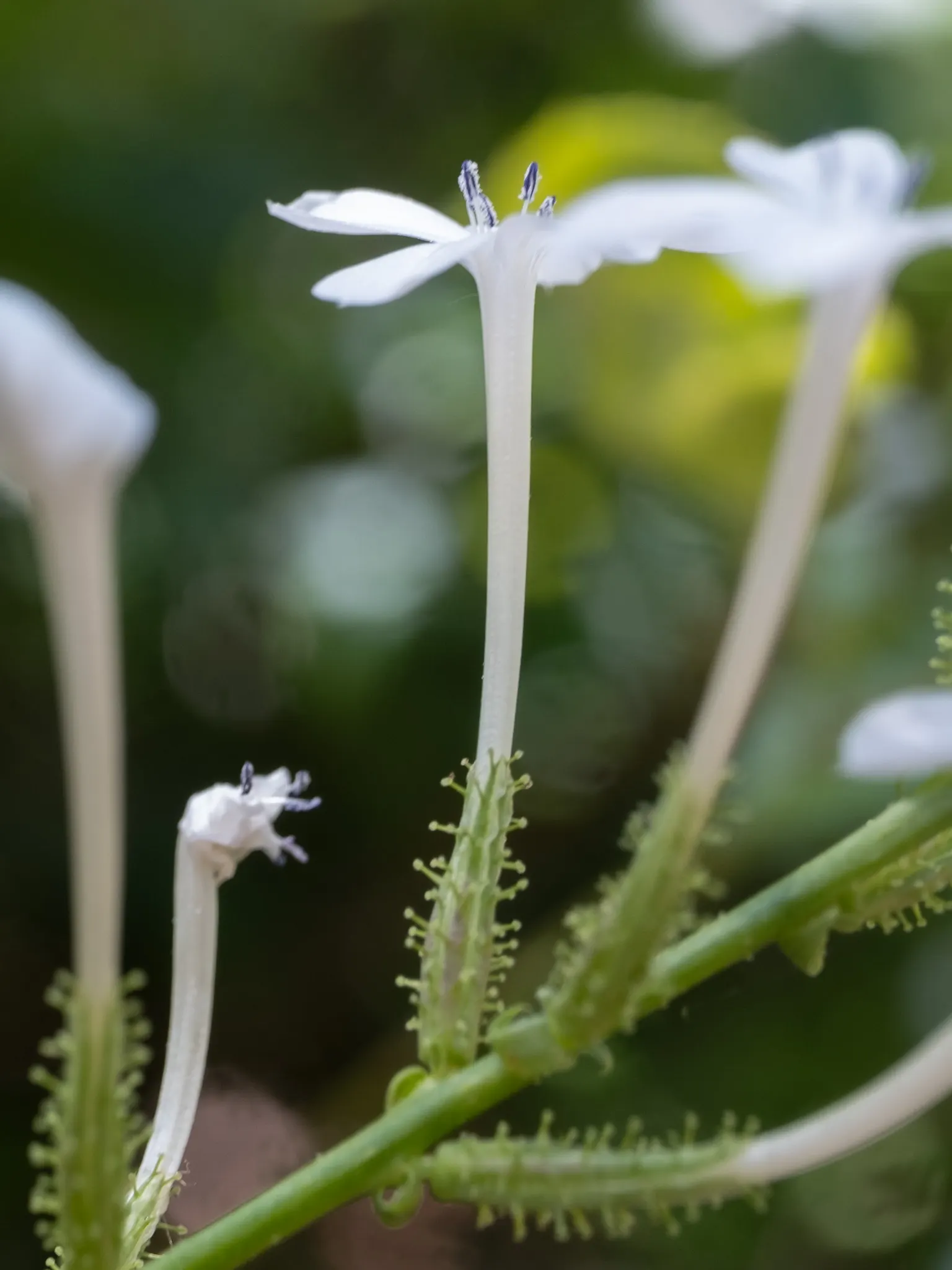 White Plumbago (Plumbago Scandens) — white flowers in the garden; is an evergreen shrub renowned for its adaptability and charming floral display, image 76