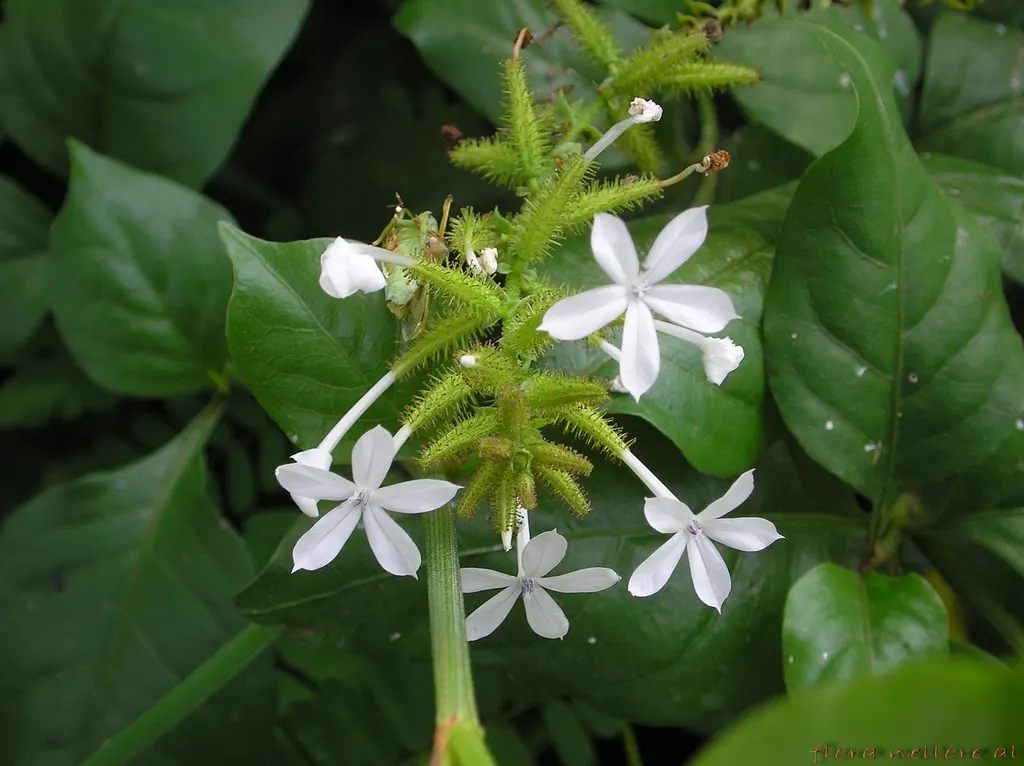 White Plumbago (Plumbago Scandens) — continuous floral display; it\'s ideal for foundation plantings, borders, or as an informal hedge, image 85