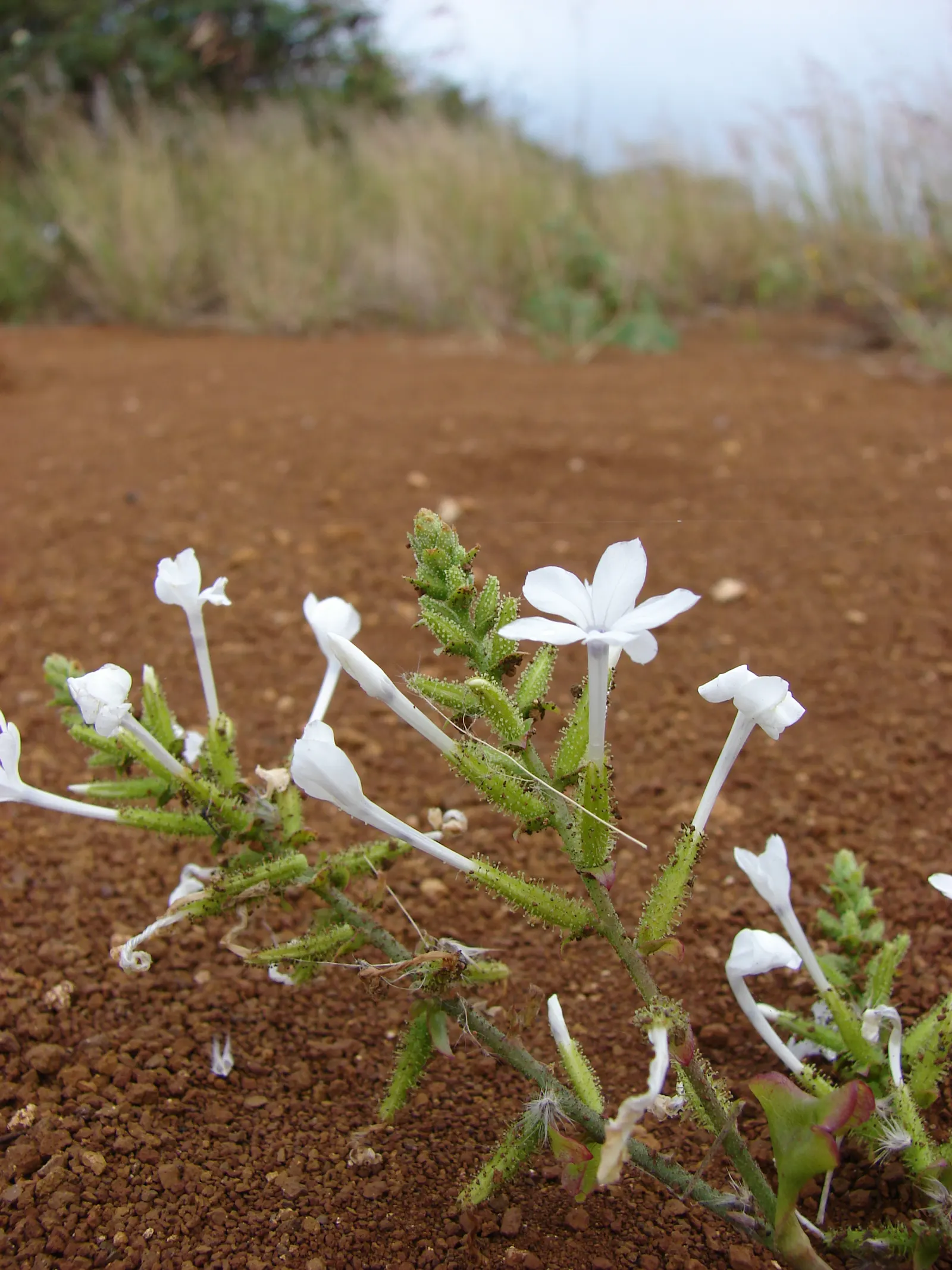 White Plumbago (Plumbago Scandens) — continuous floral display; it\'s ideal for foundation plantings, borders, or as an informal hedge, image 59
