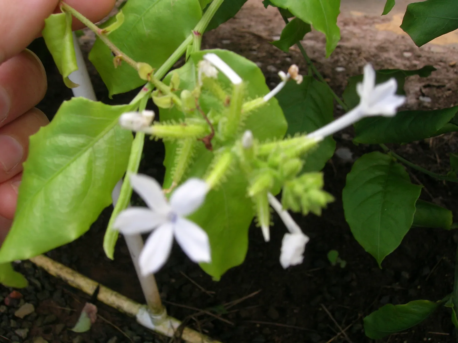 White Plumbago (Plumbago Scandens) — is an evergreen perennial offering year-round interest with its lush foliage and profuse white blossoms, image 79