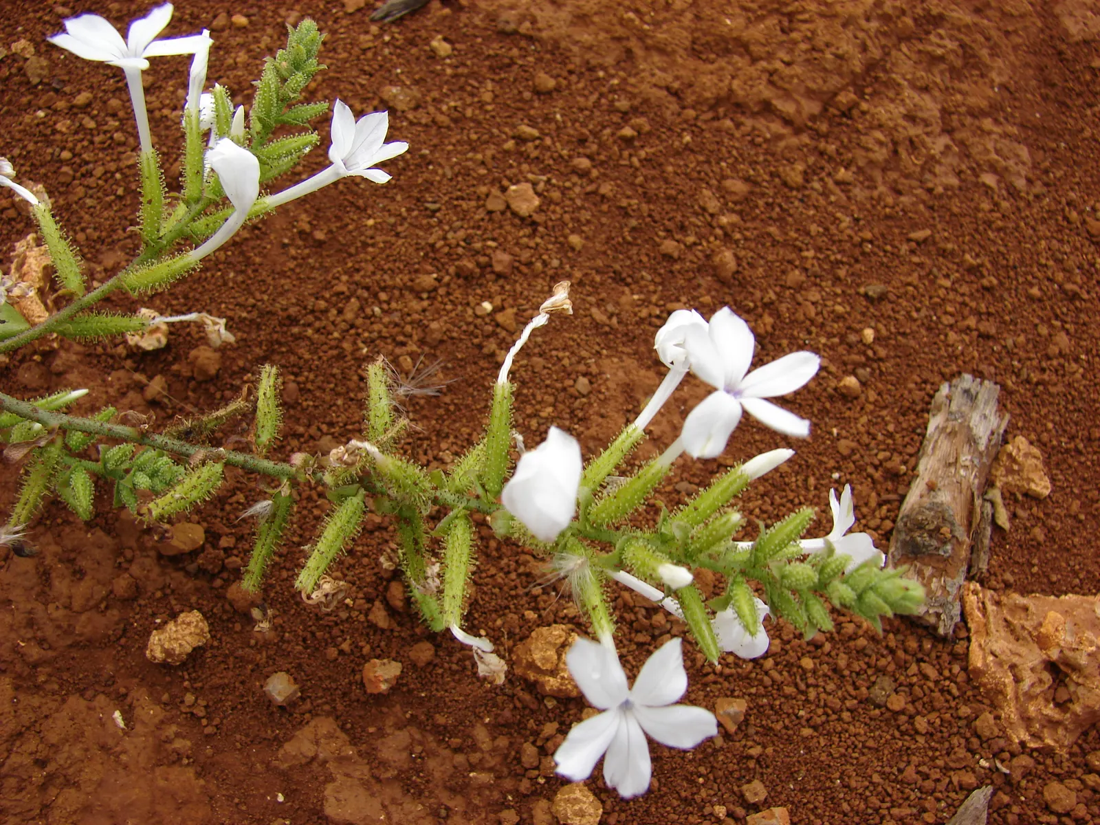 White Plumbago (Plumbago Scandens) — with peak blooming from spring to fall.<br><br>White Plumbago thrives in USDA Hardiness Zones 8b through 11