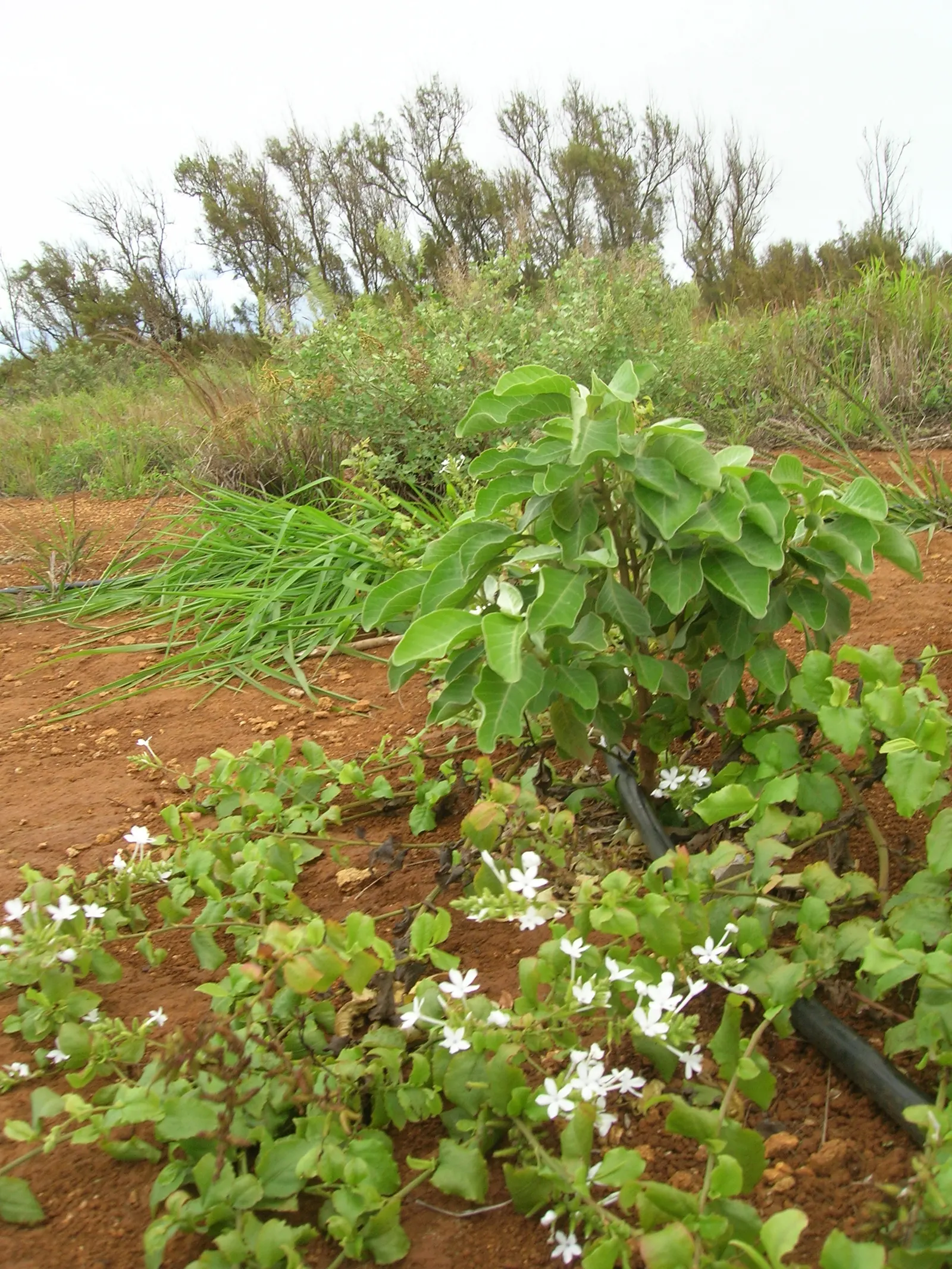 White Plumbago (Plumbago Scandens) — In conditions with intense heat, light shade proves beneficial in protecting the leaves from scorching; though, image 69