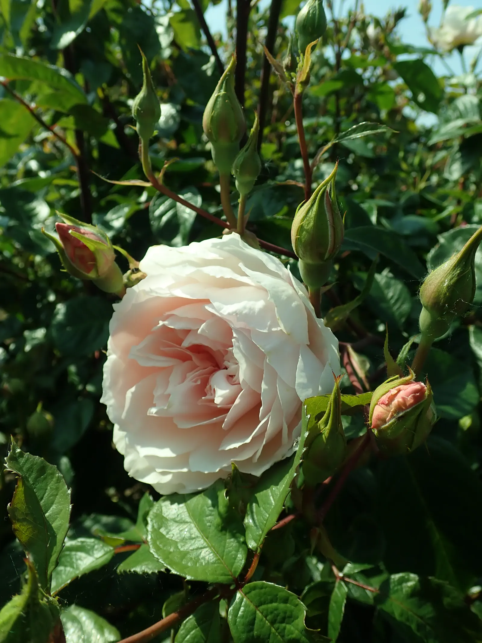 The Generous Gardener Rose (Rosa 'The Generous Gardener') — it can reach an impressive height of approximately 10 to 12 feet and spread out to about 4 to 5 feet