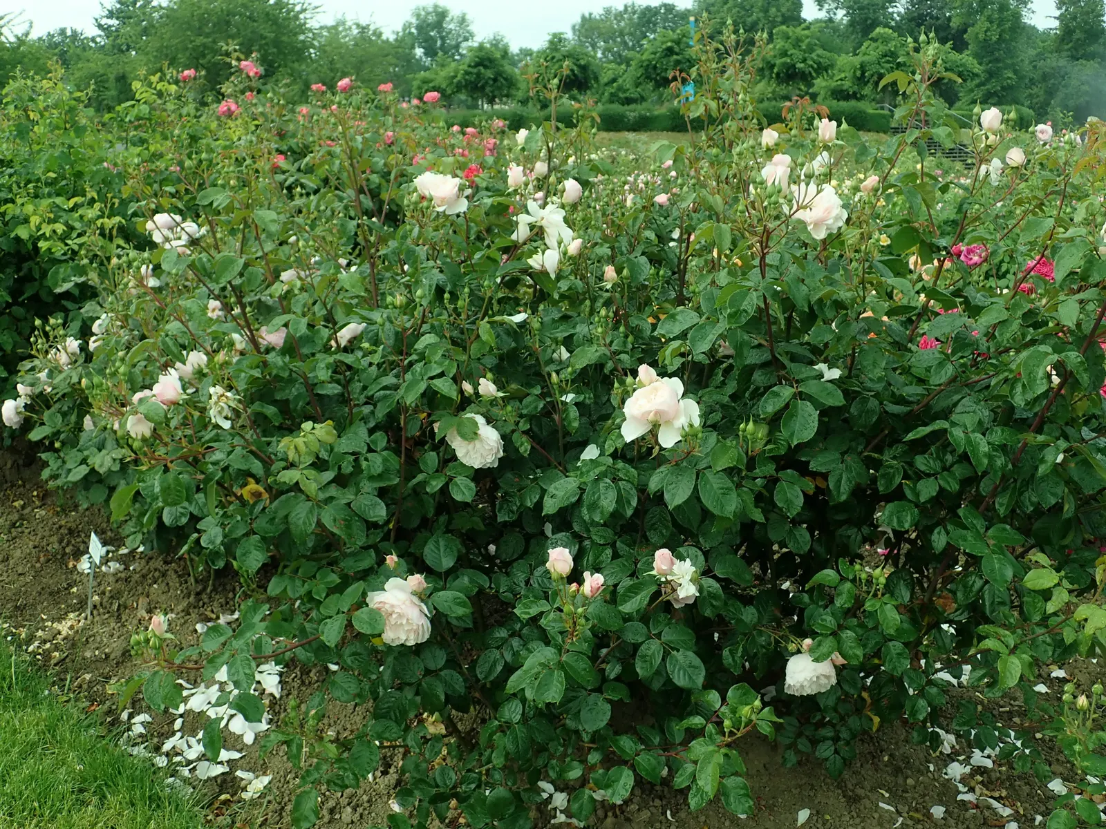 The Generous Gardener Rose (Rosa 'The Generous Gardener') — It's prized for its soft pink, fragrant blooms and healthy, glossy green foliage