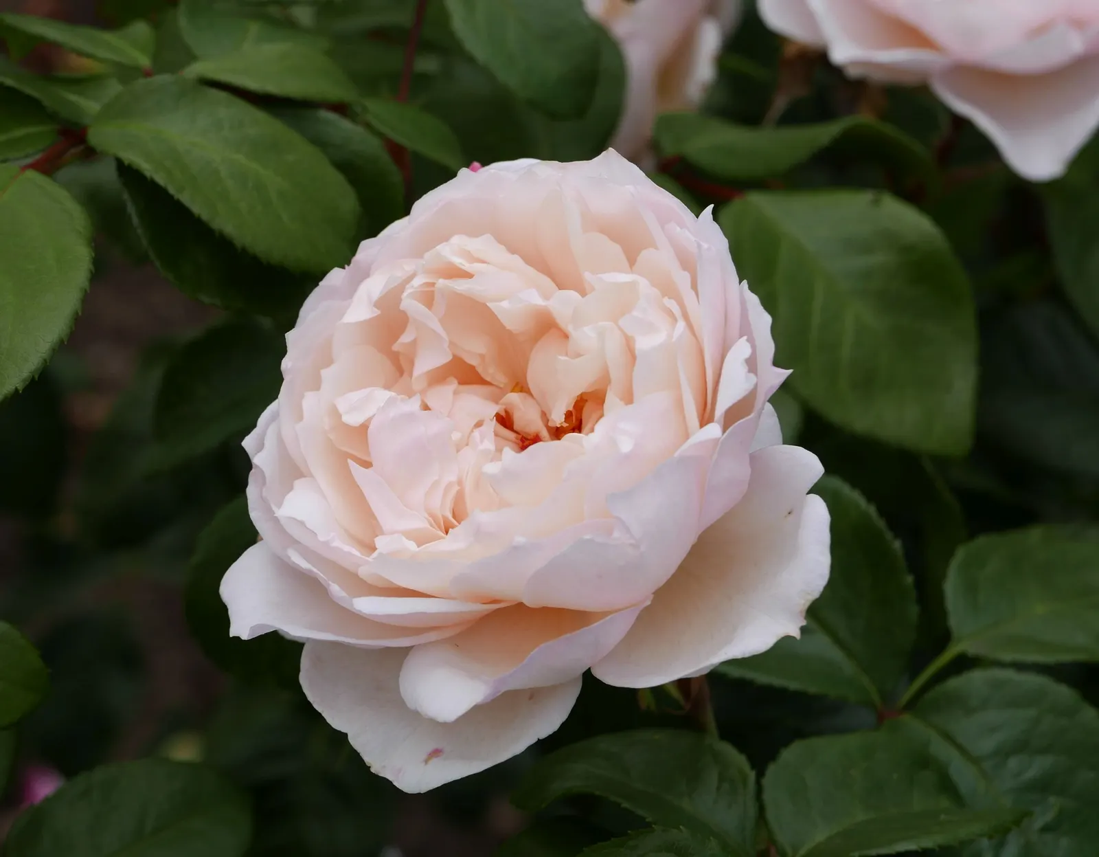 The Generous Gardener Rose (Rosa 'The Generous Gardener') — soft cupped form that gradually opens to reveal a full petal arrangement around a central eye