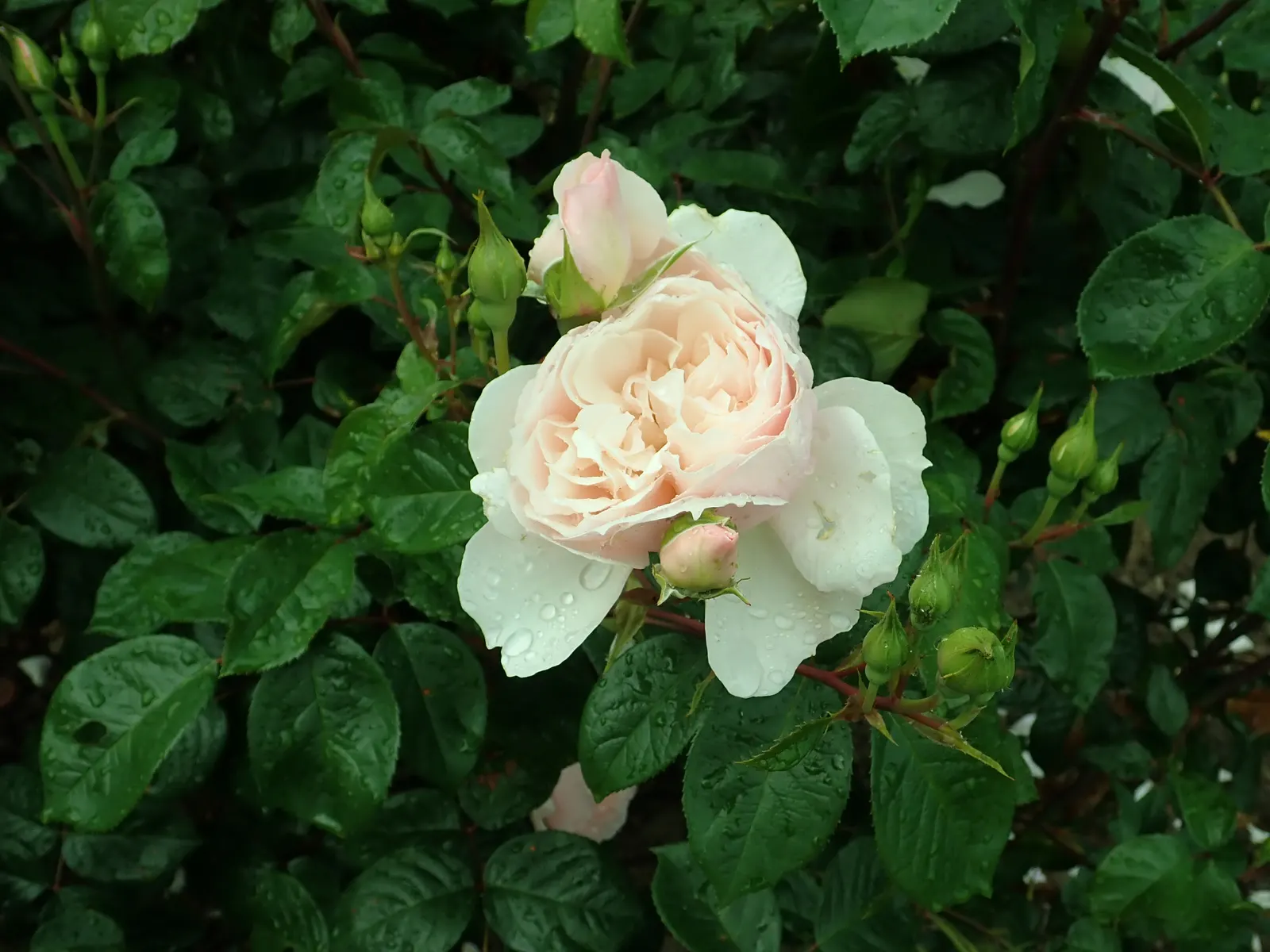 The Generous Gardener Rose (Rosa 'The Generous Gardener') — it's perfect for trellises